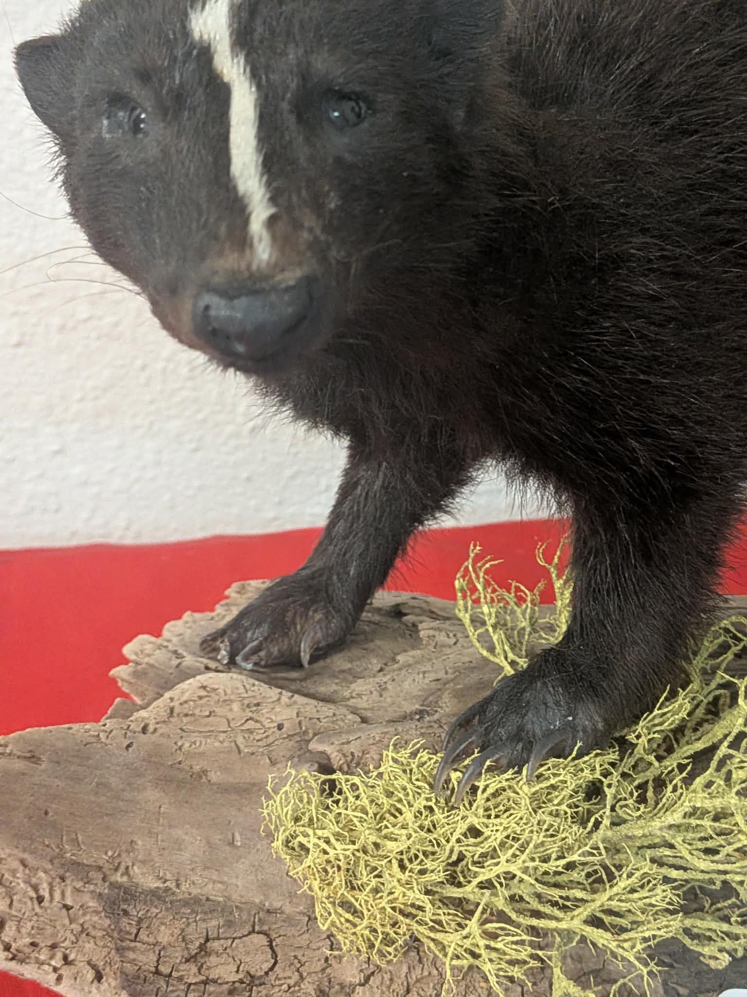 FHPAT212 - Skunk Taxidermy Mount – Classic Wildlife Display