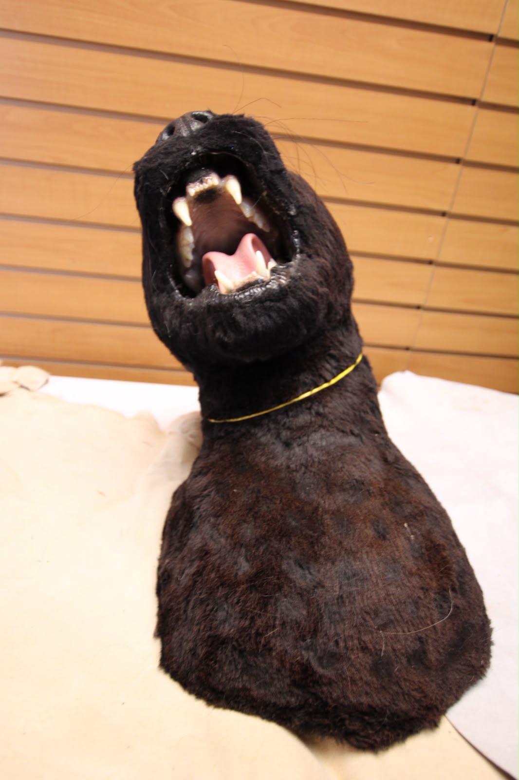FHRBC06 - reproduction Taxidermy Black Panther Head Mount with Open Mouth
