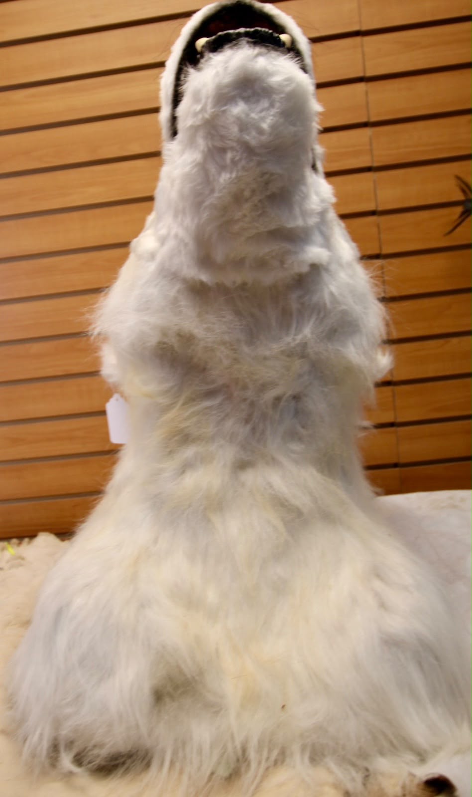 FHRB05 - reproduction Taxidermy Polar Bear Shoulder Mount