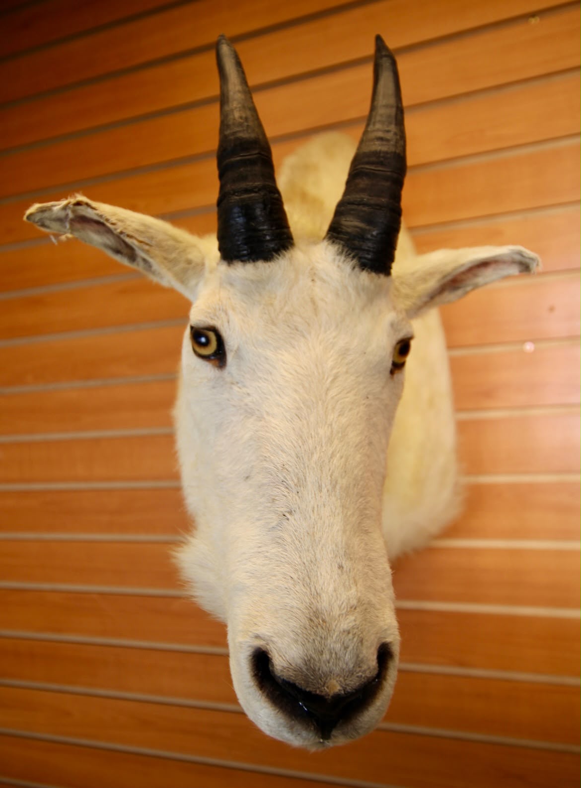 FHMGOA01 - Stunning Taxidermy Mountain Goat Head