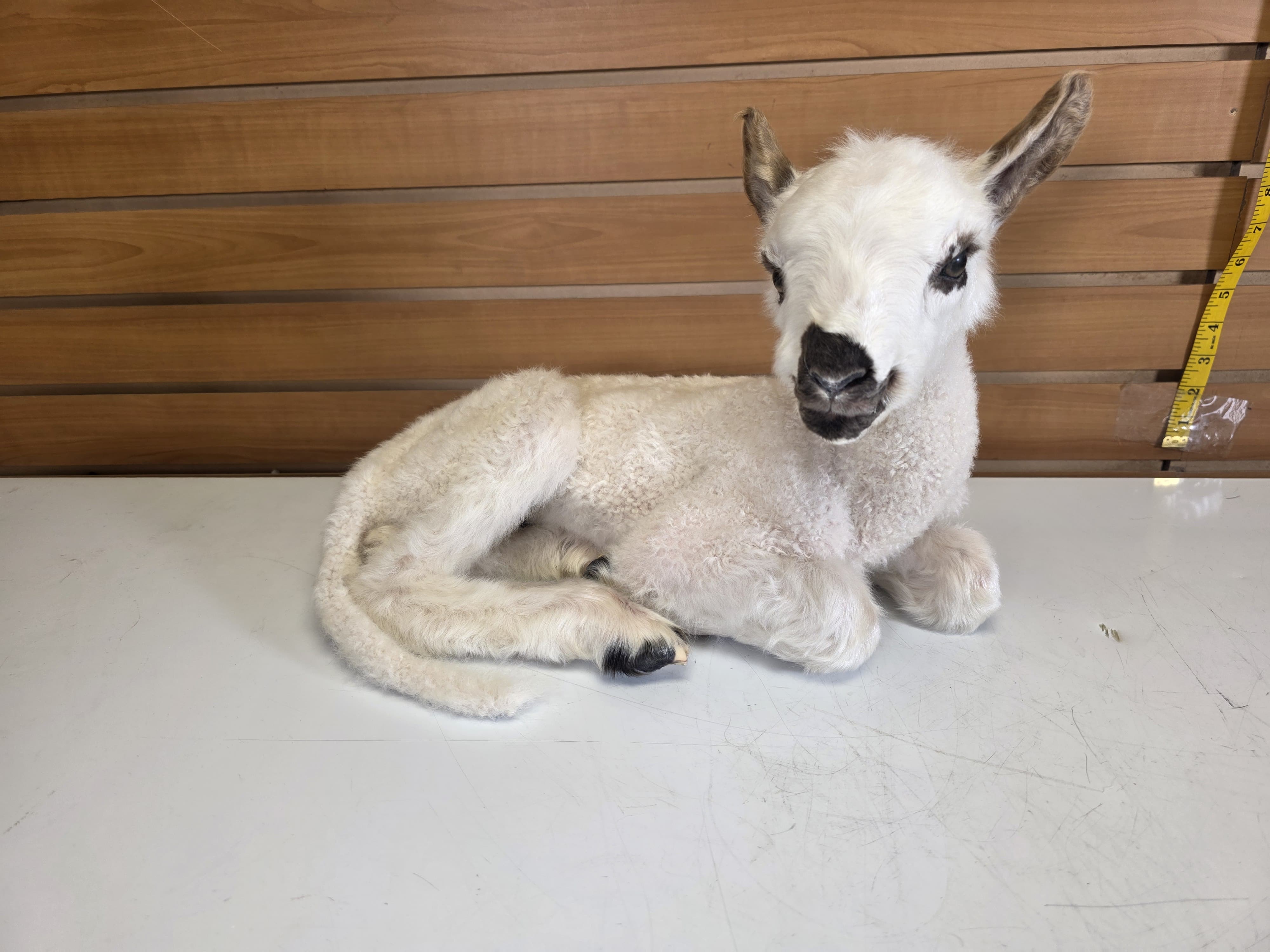 Fhden16 - Lamb (Baby Sheep) Taxidermy Mount