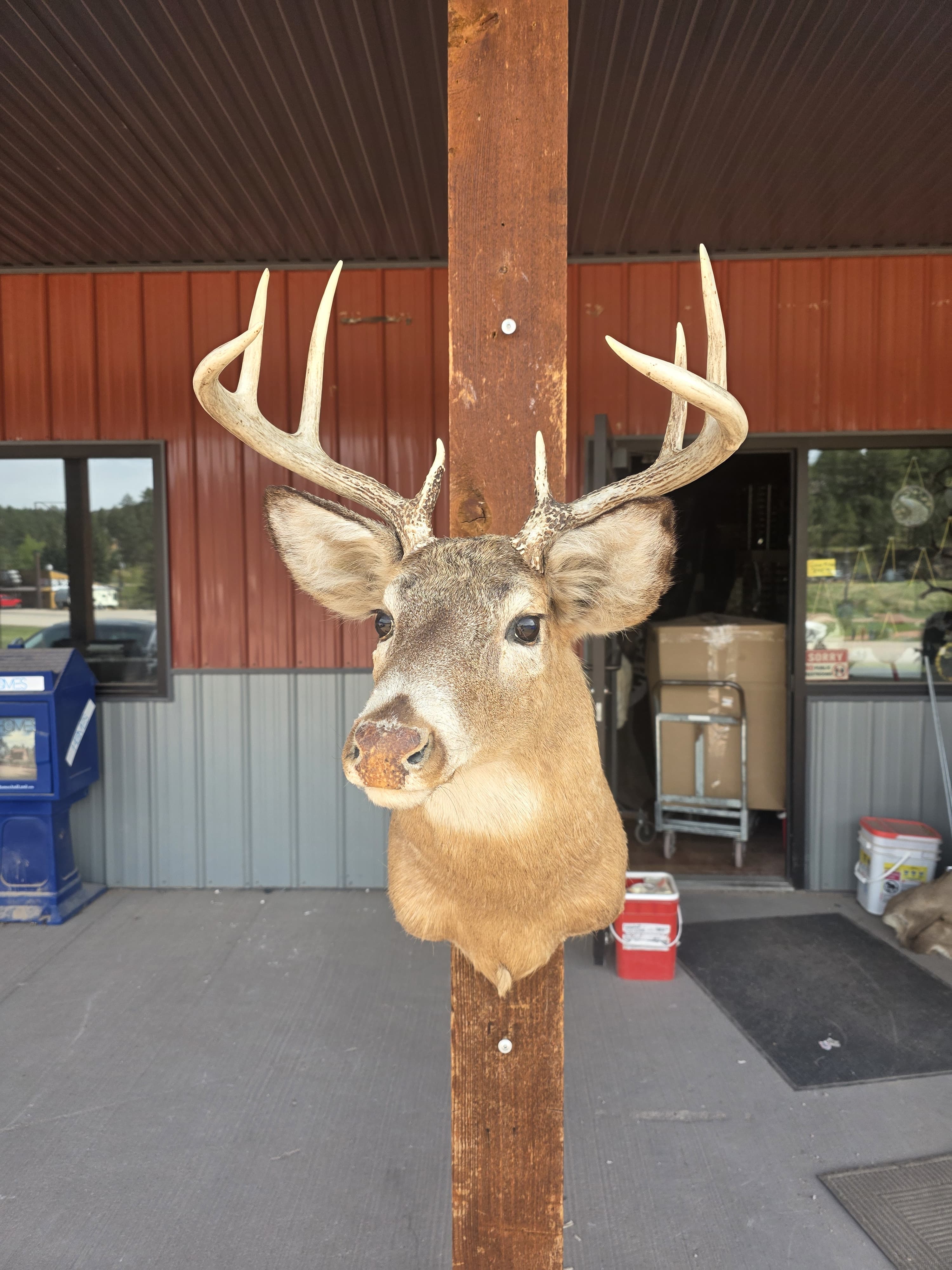 FHRAN92A - Whitetail Deer Hide / Fur – Natural Rustic Décor Taxidermy mount