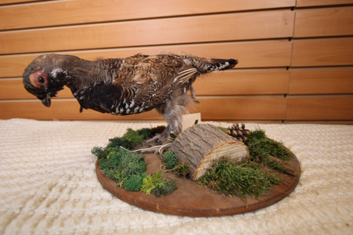 JVBH109 - Exquisite Taxidermy Hungarian Partridge