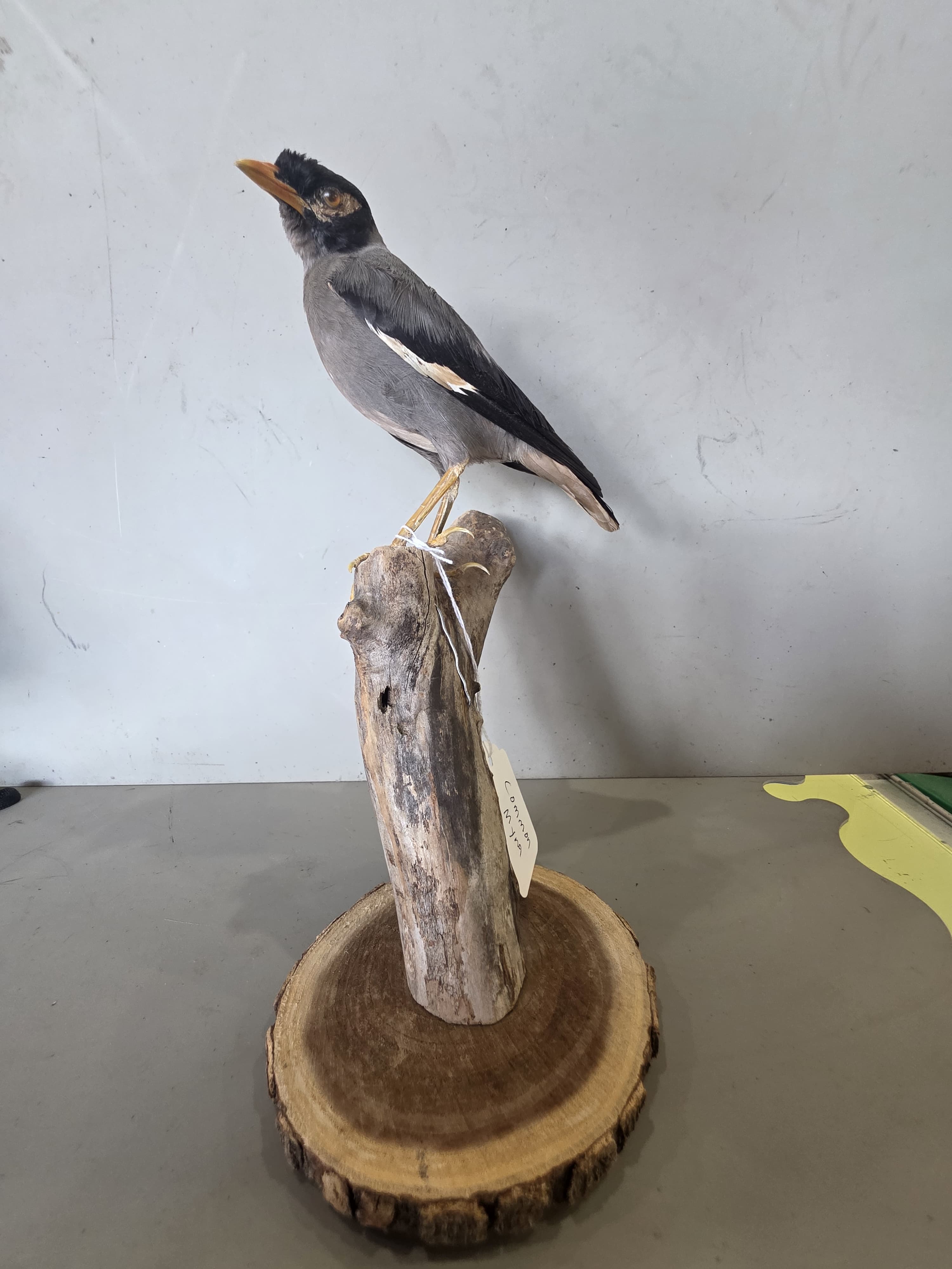 JTVIT1 - Taxidermy Common Myna Bird
