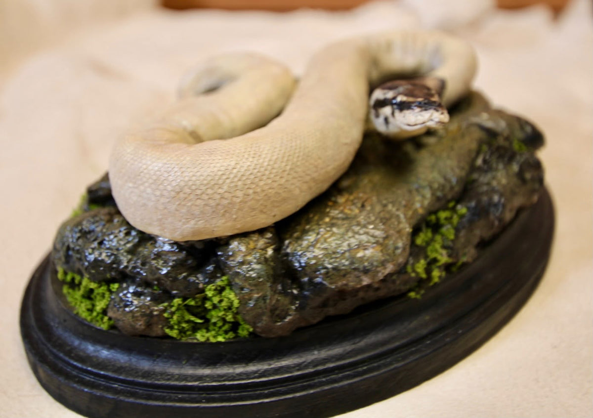 - Taxidermy Pueblan Milk Snake Specimen