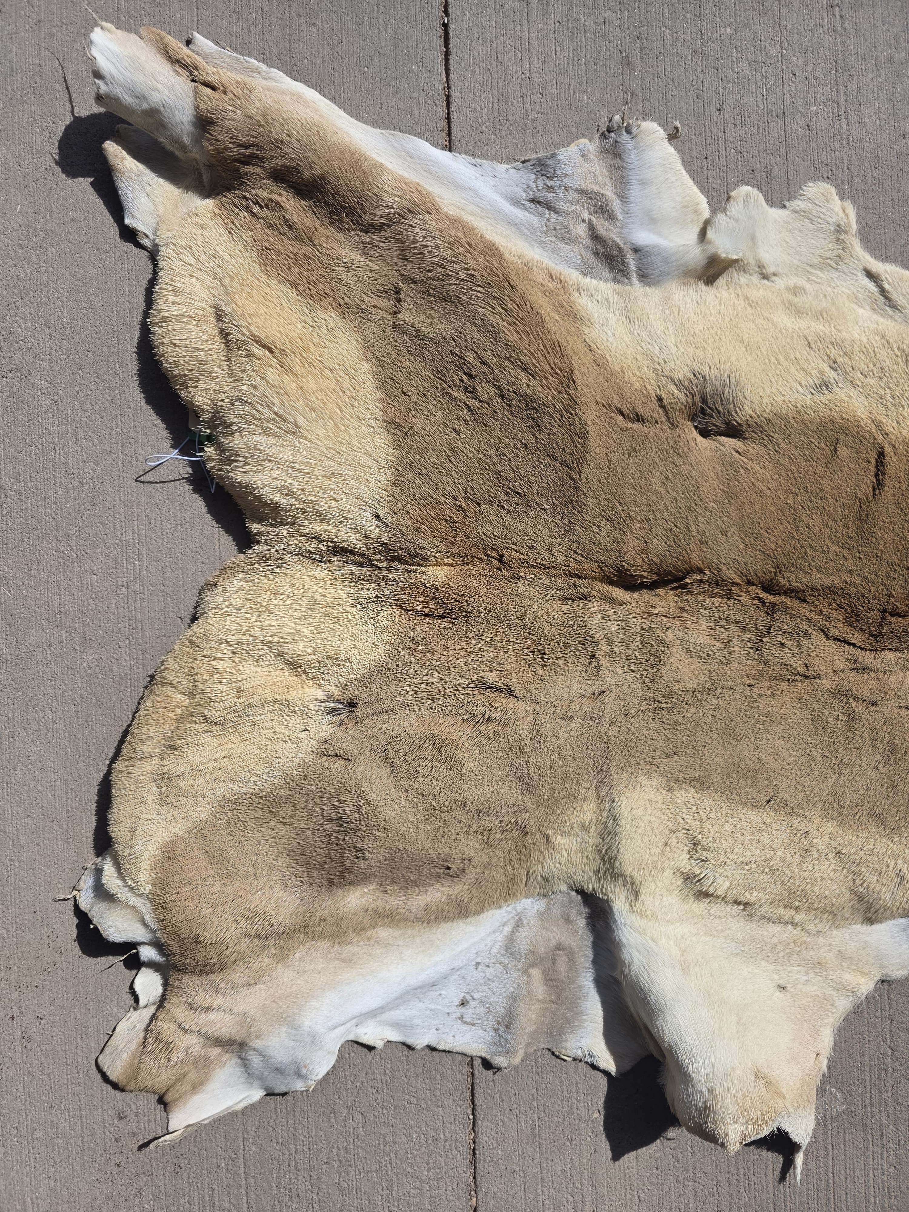 FHRAN88 - Natural Pronghorn Antelope Hide / Fur – 40” x 23”