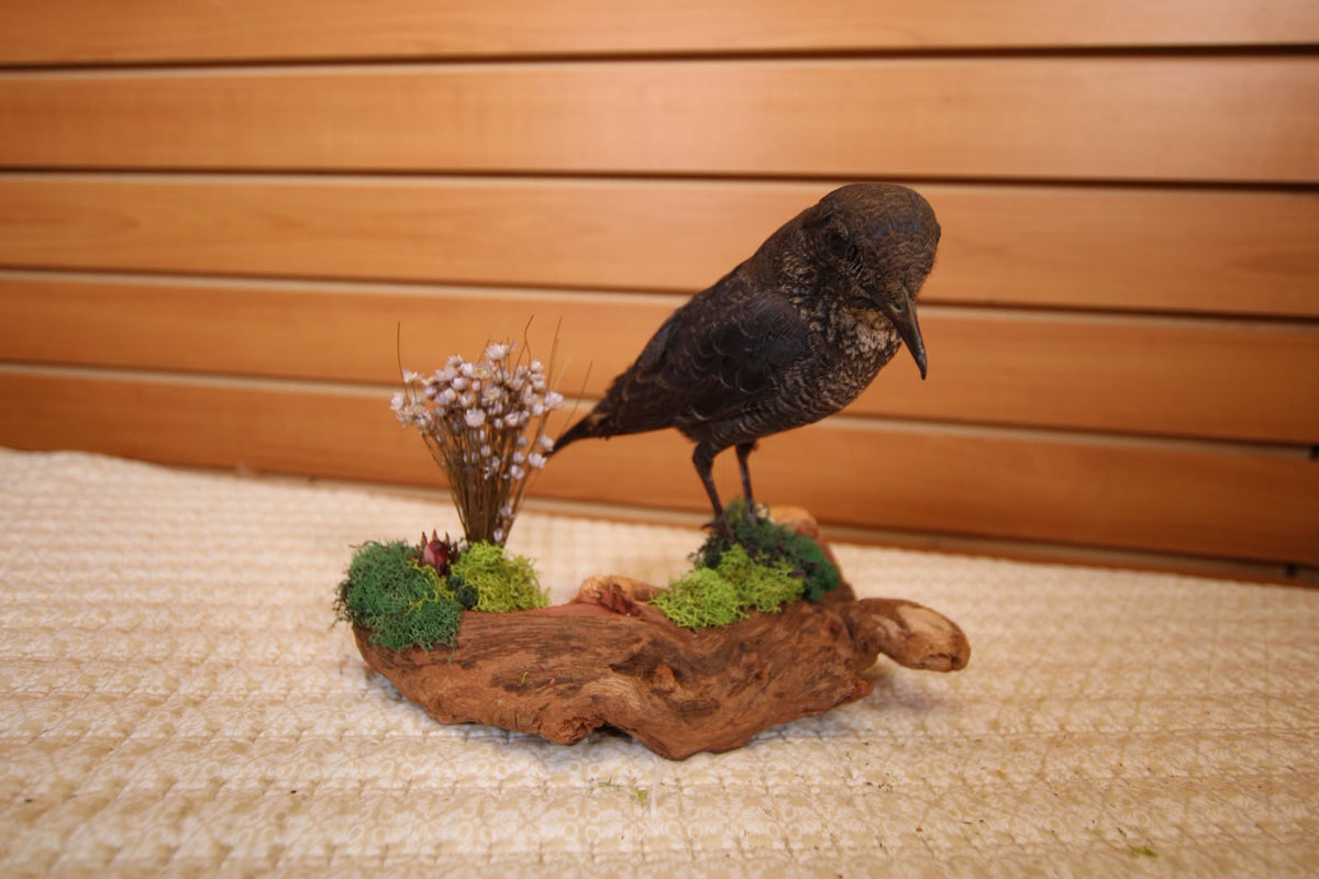 JTVBMA27 - Exquisite Taxidermy Common Rock Thrush