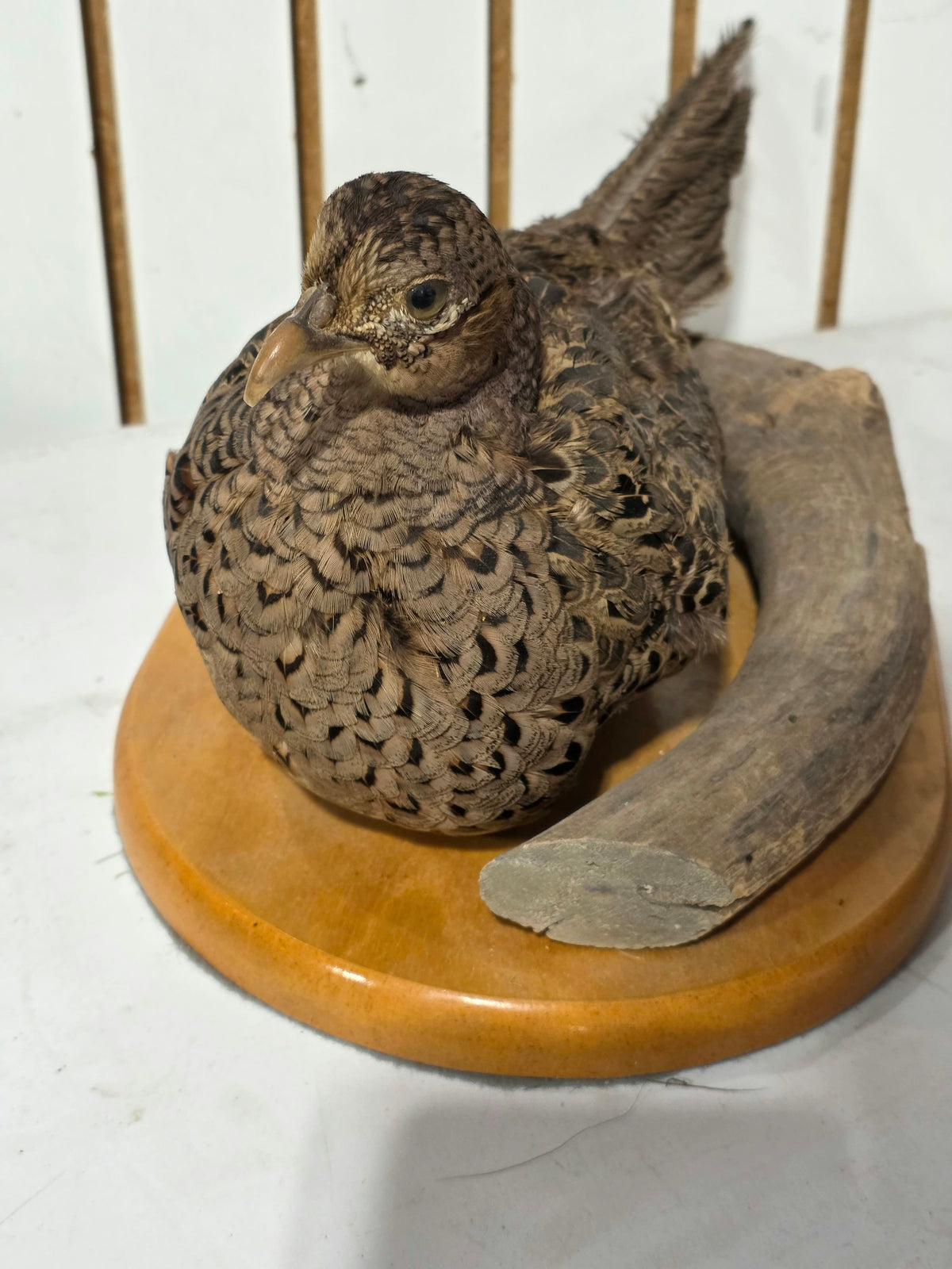 Comb126 - Grey Hungarian Partridge Taxidermy Mount