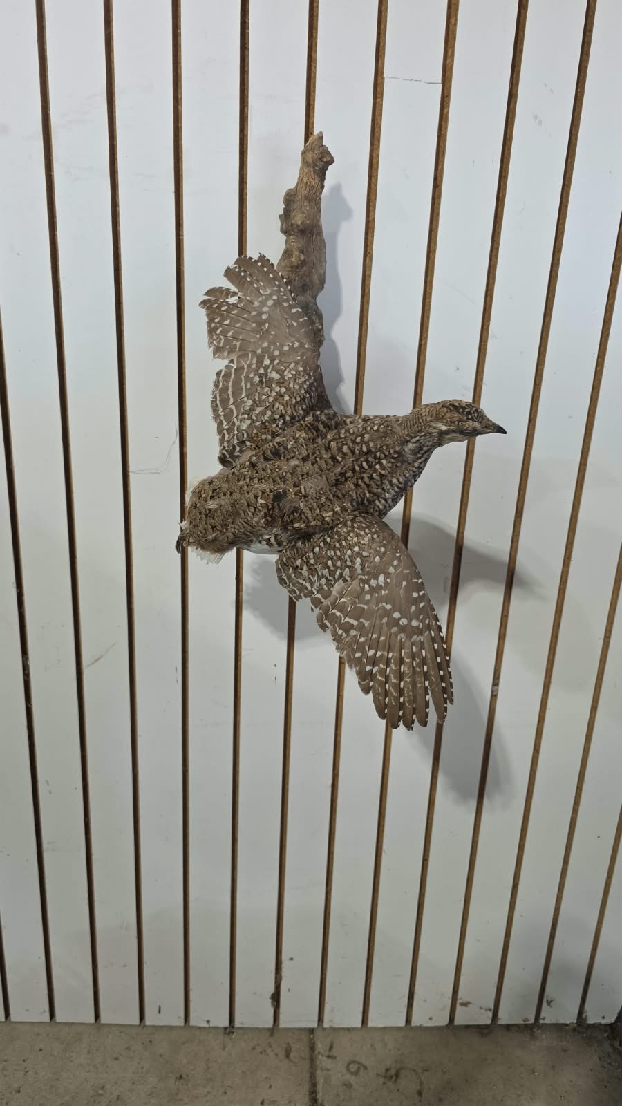 Comb122 - Stunning Sharp-Tailed Grouse Taxidermy Mount