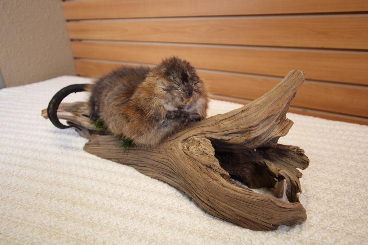 FHSP123 - muskrat Taxidermy Mount on Driftwood