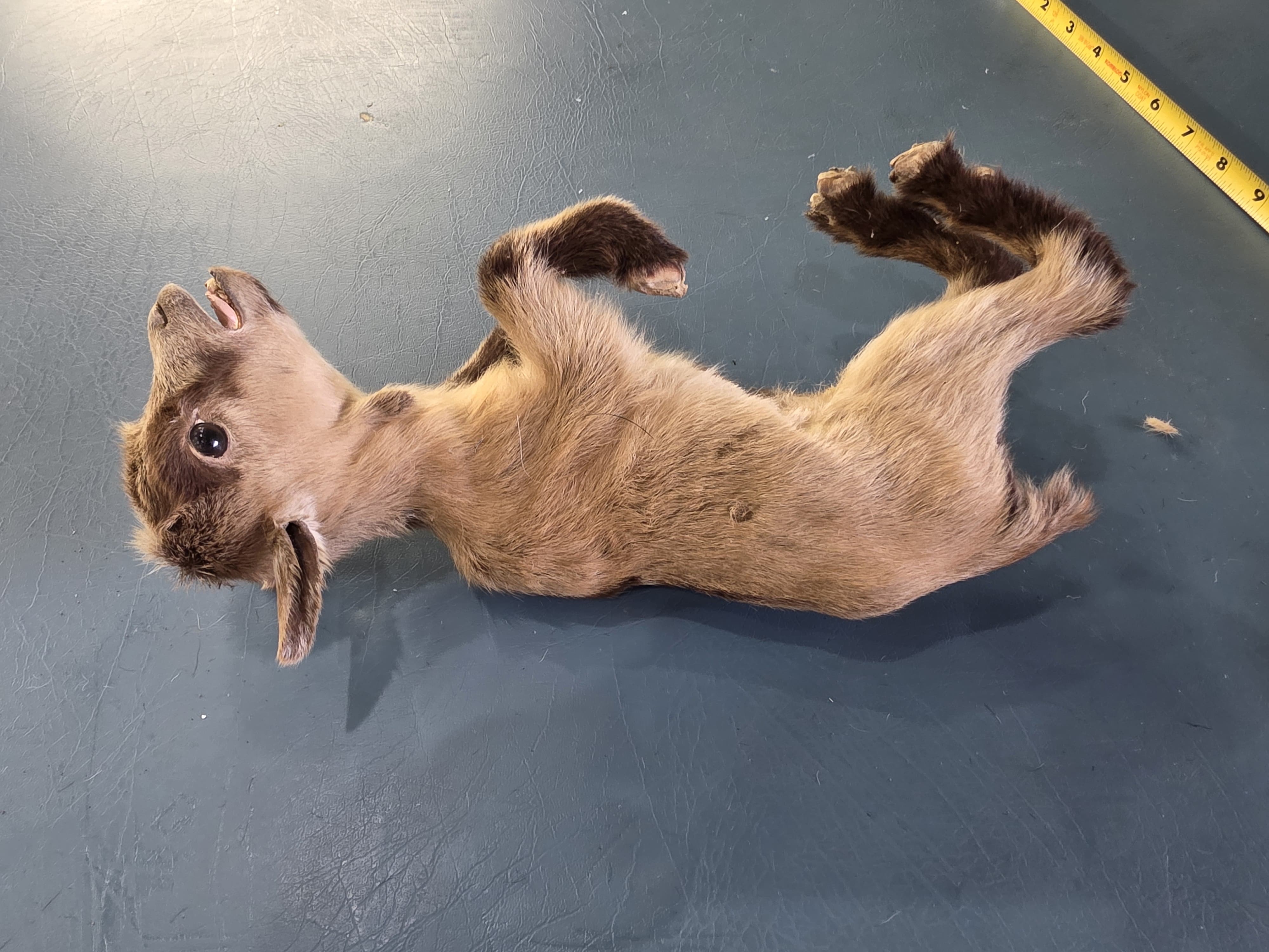 Fhjun25 - Kid Goat Taxidermy Mount
