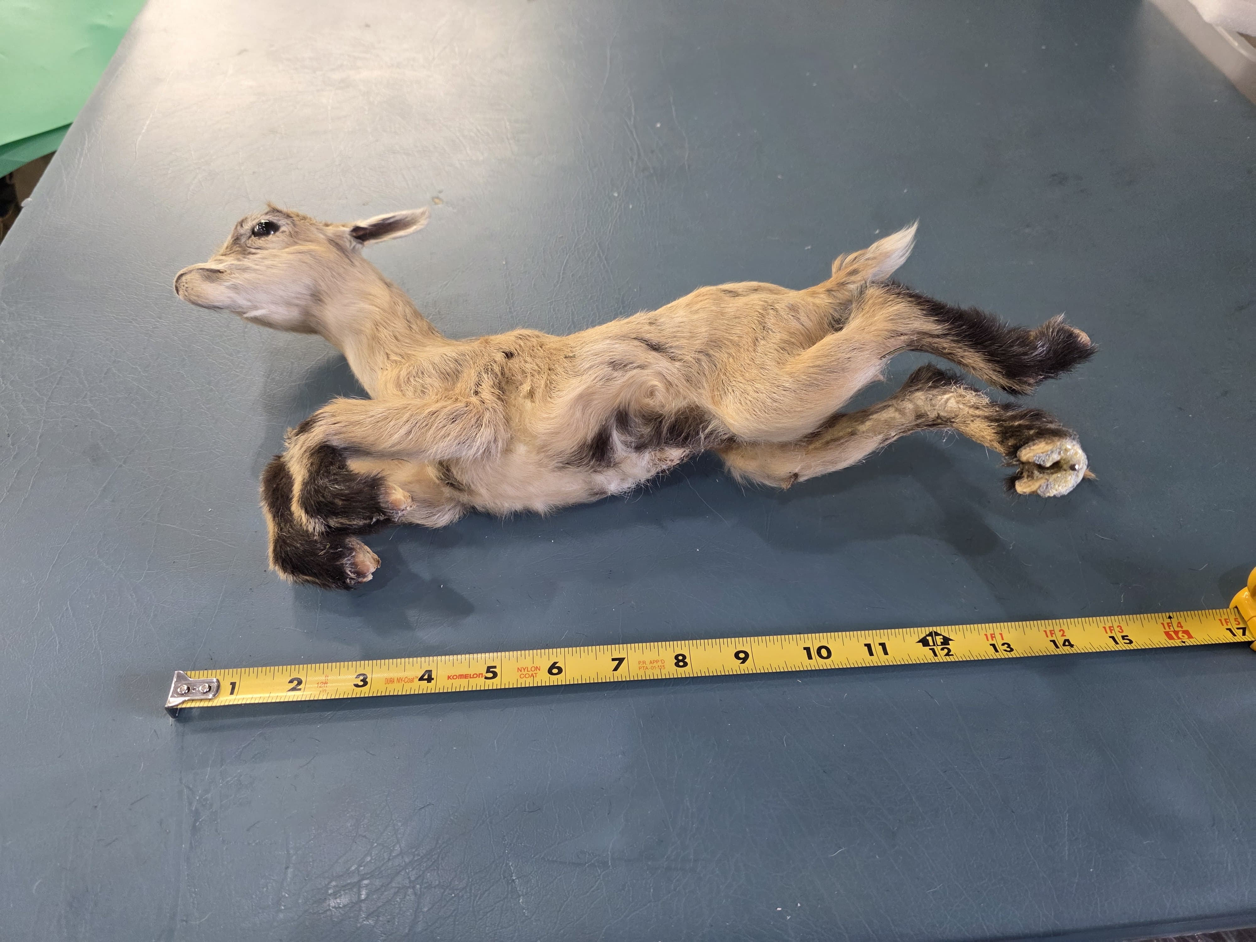 Fhjun26 - Kid Goat Taxidermy Mount