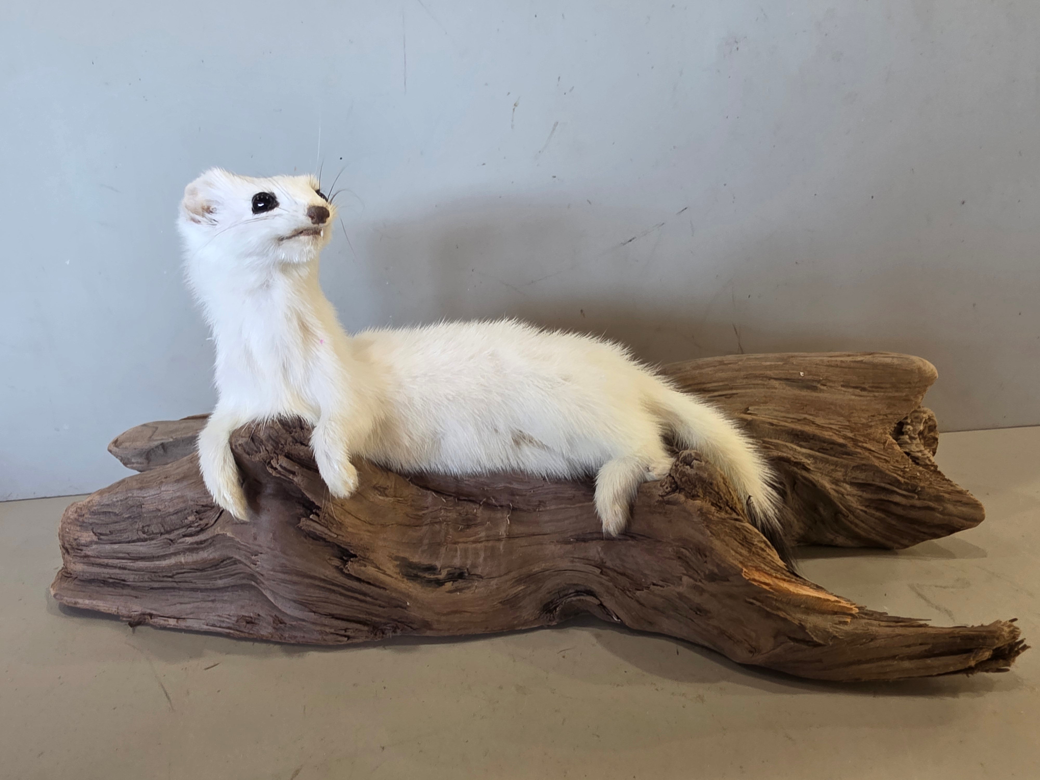FHJUL10 - Taxidermy Ermine – Realistic Display Specimen