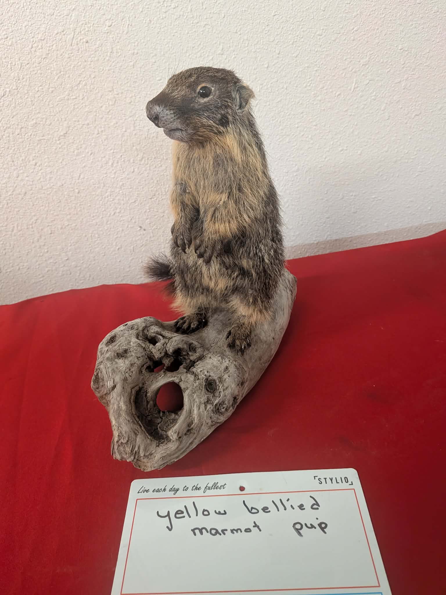 FHPAT219 - Yellow-Bellied Marmot Pup Taxidermy Mount
