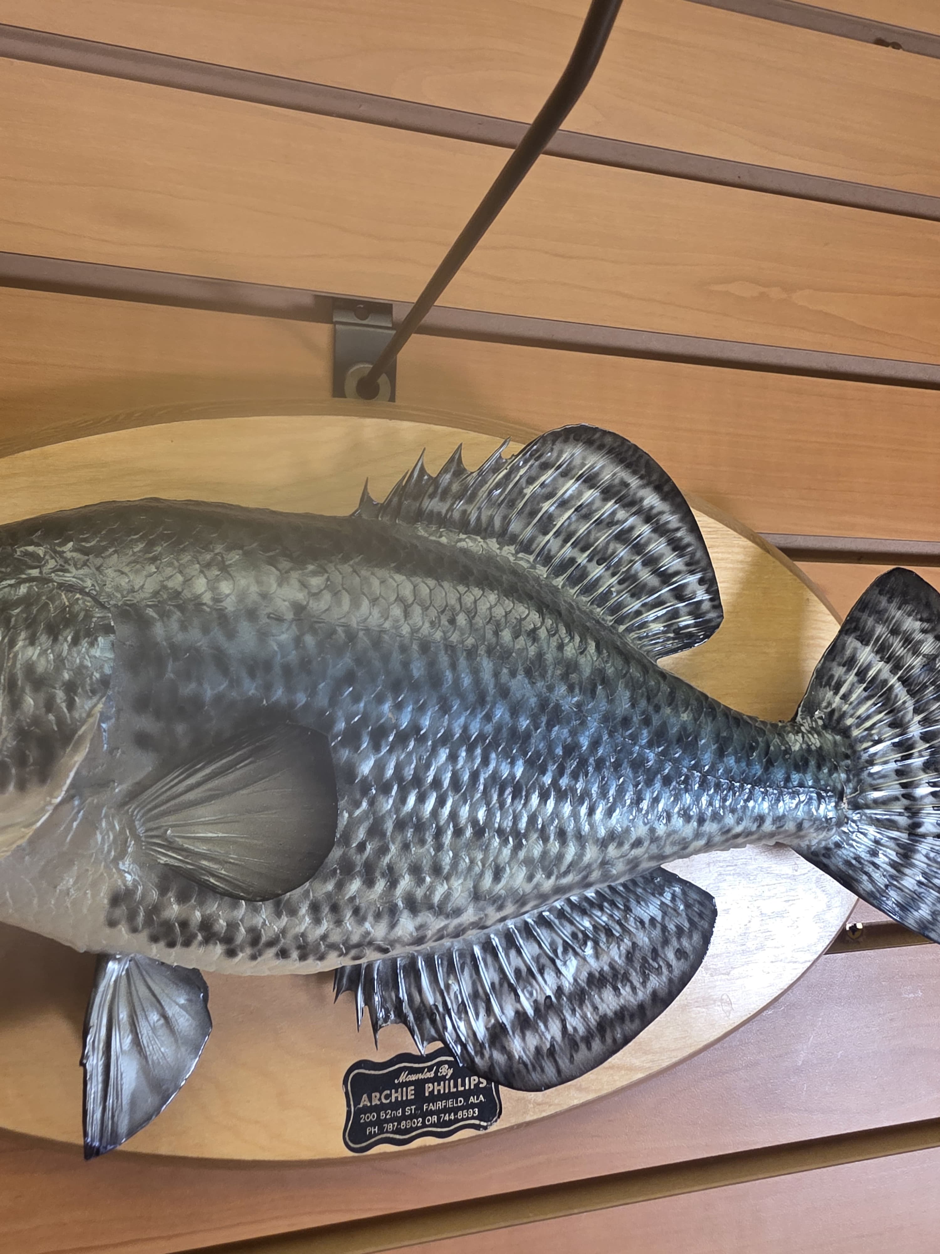 Fhran84 - 15” Black Crappie Taxidermy Mount – Lifelike Freshwater Display