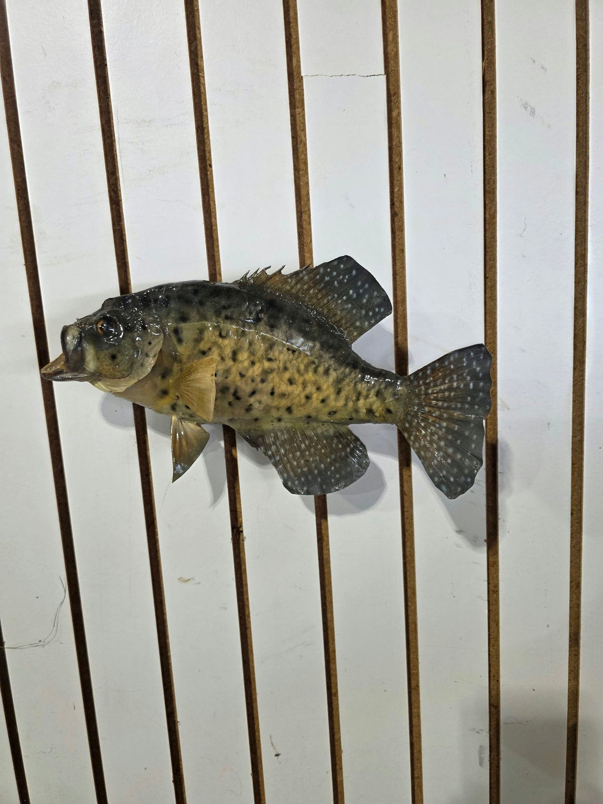 Comb111 - 14" Crappie Fish Taxidermy Mount