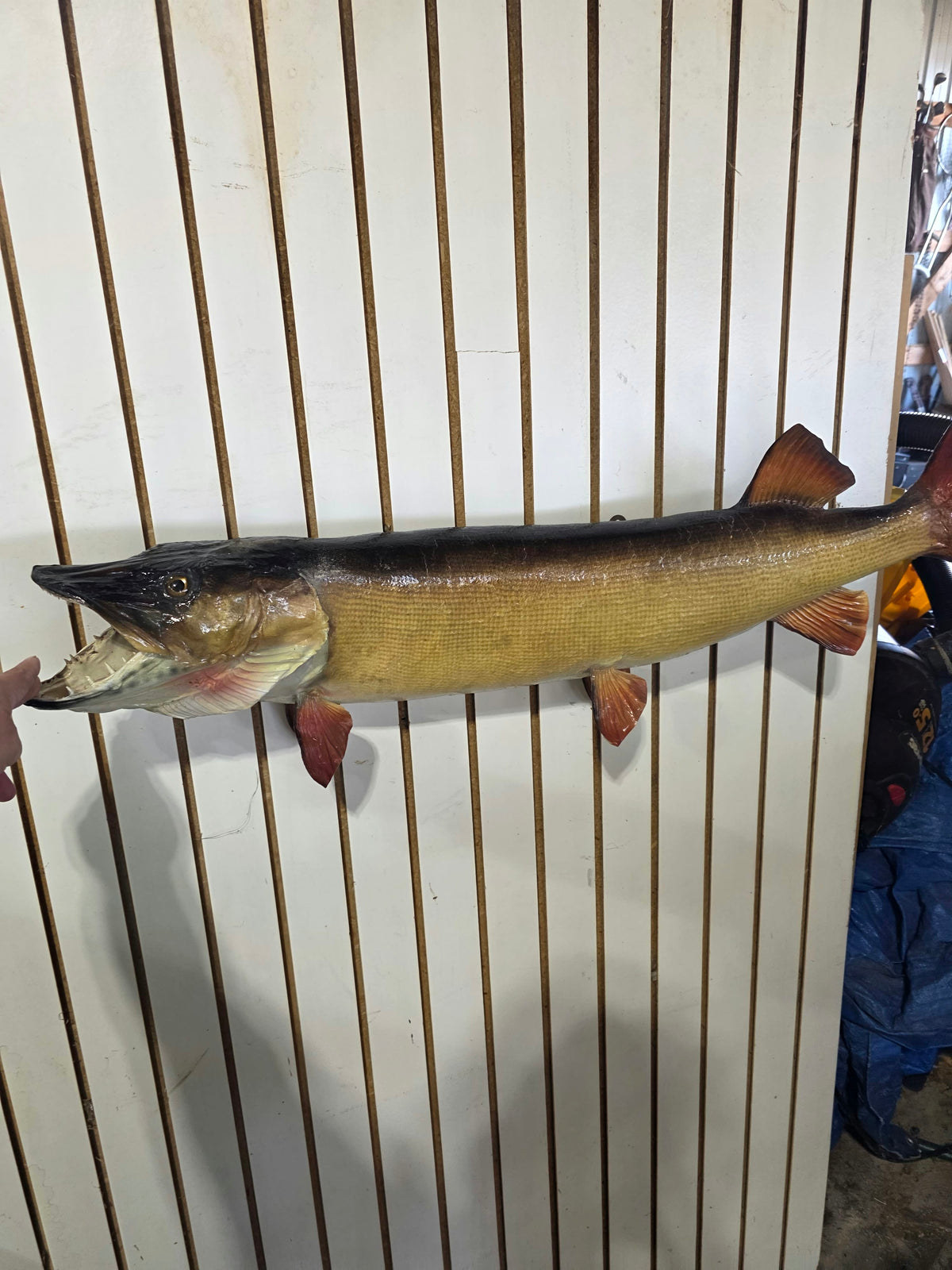 Comb113 - Trophy-Class 38" Northern Pike Taxidermy Mount