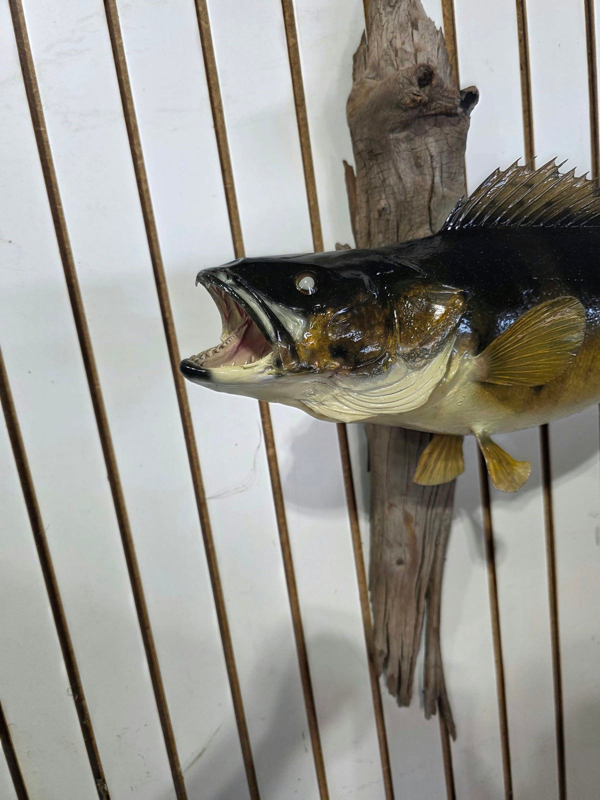 Comb115 - Trophy-Class 26" Walleye Fish Taxidermy Mount