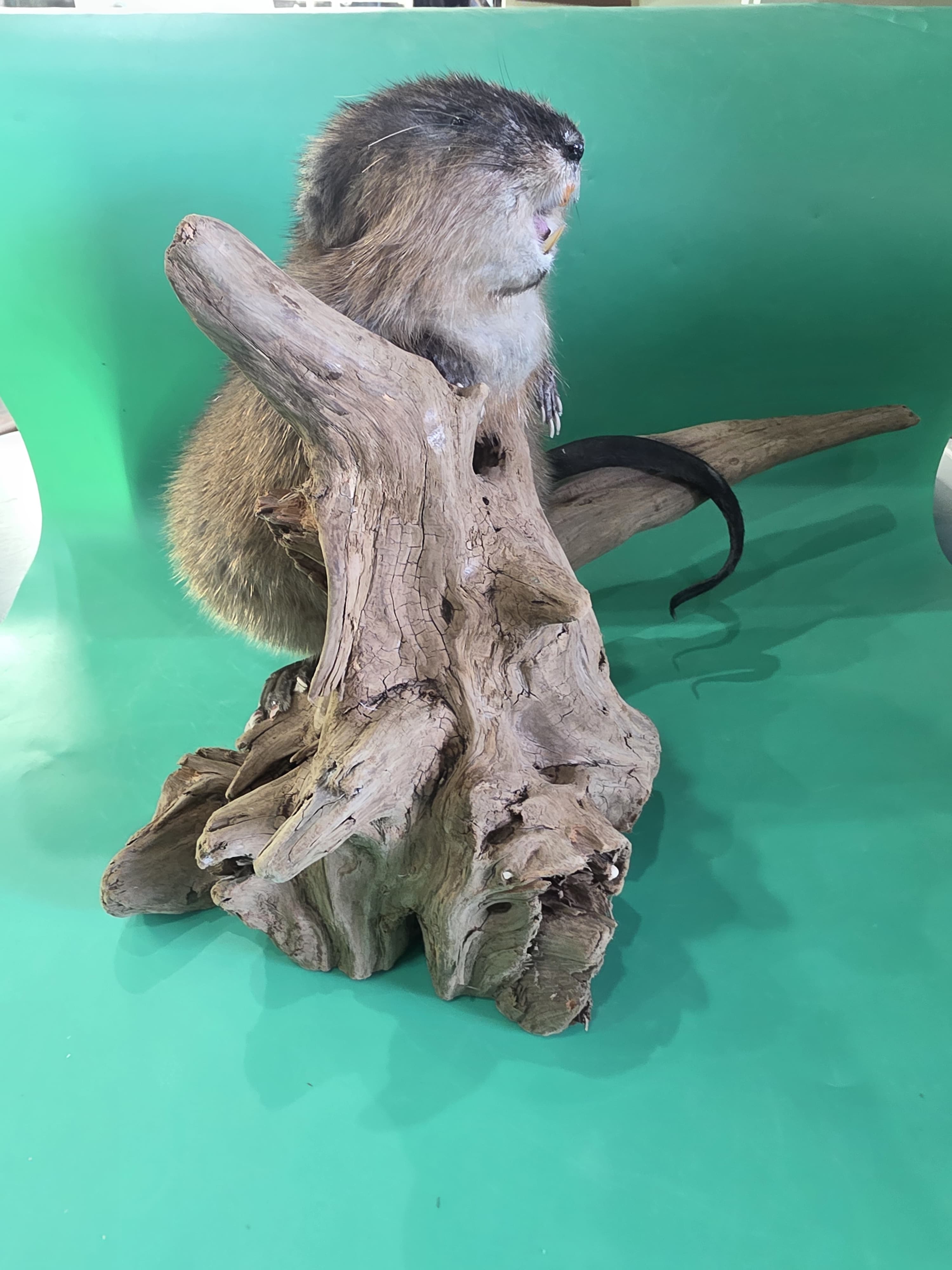 Fhjun12 - Muskrat Taxidermy Mount