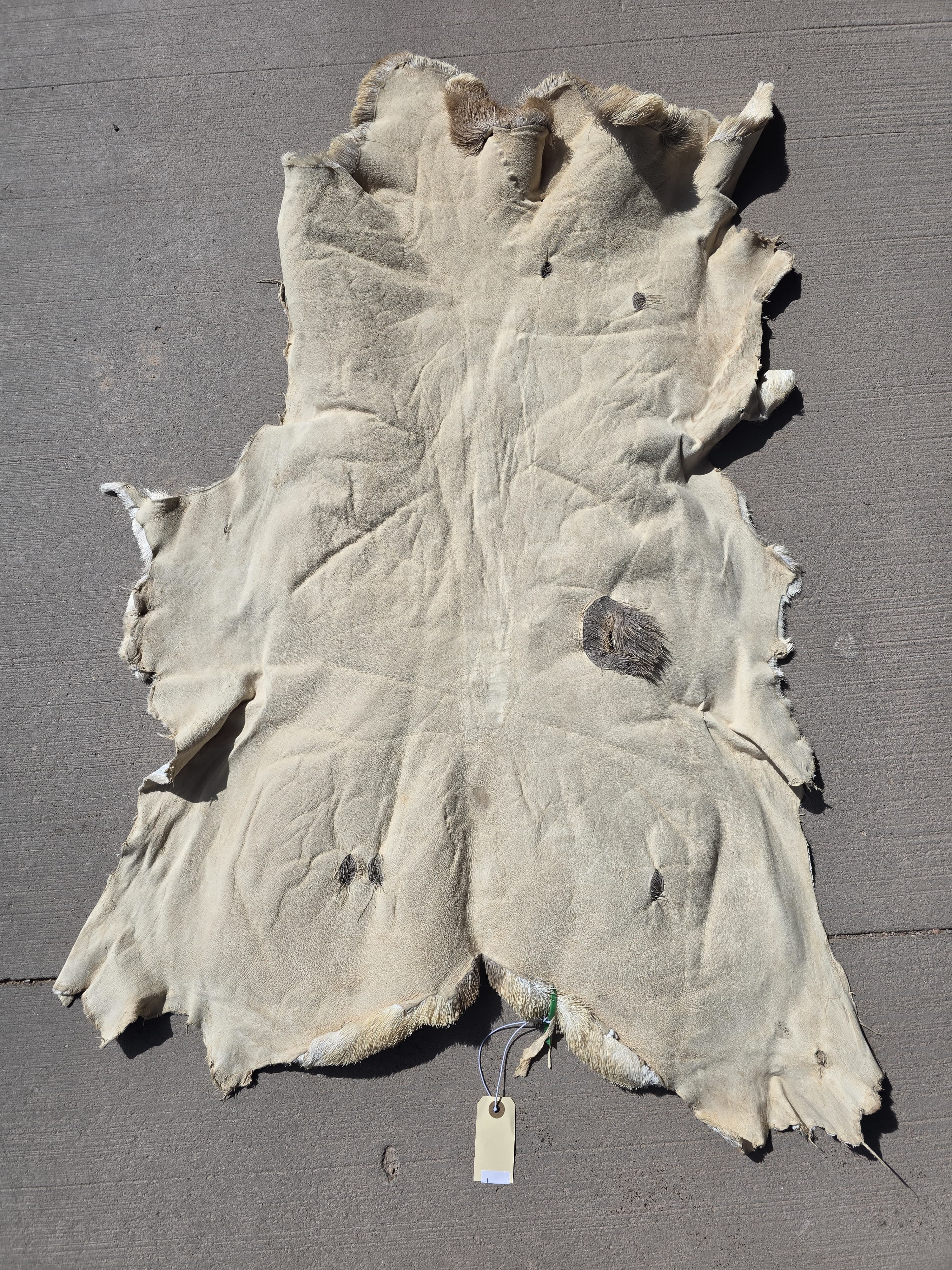 FHRAN91 - Natural Pronghorn Antelope Hide / Fur – 34” x 25”
