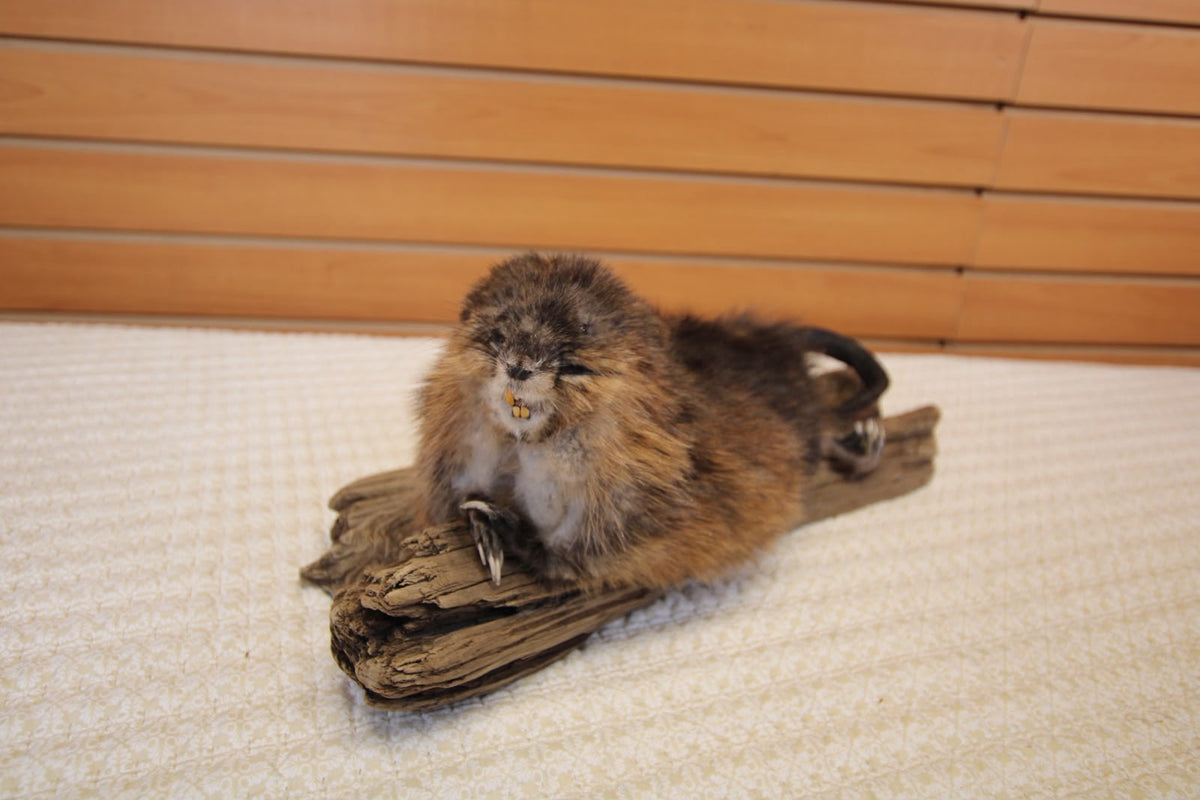 FHSP124 - muskrat Taxidermy Mount on Driftwood