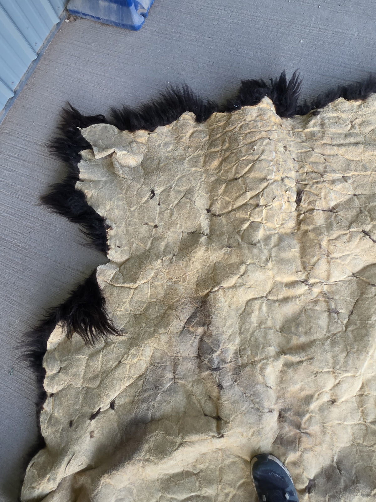 Fhsp108 - Buffalo Taxidermy Hide Rug