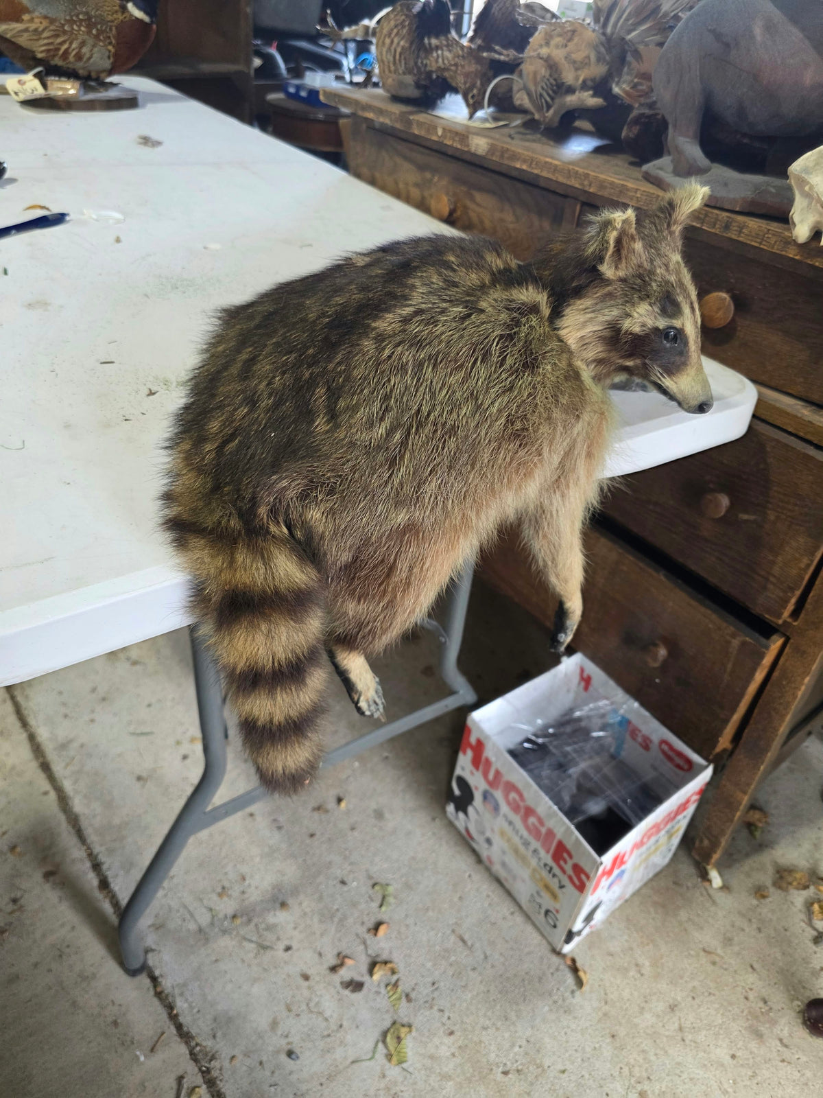 Comb130 - Lifelike Full-Body Raccoon Taxidermy Mount
