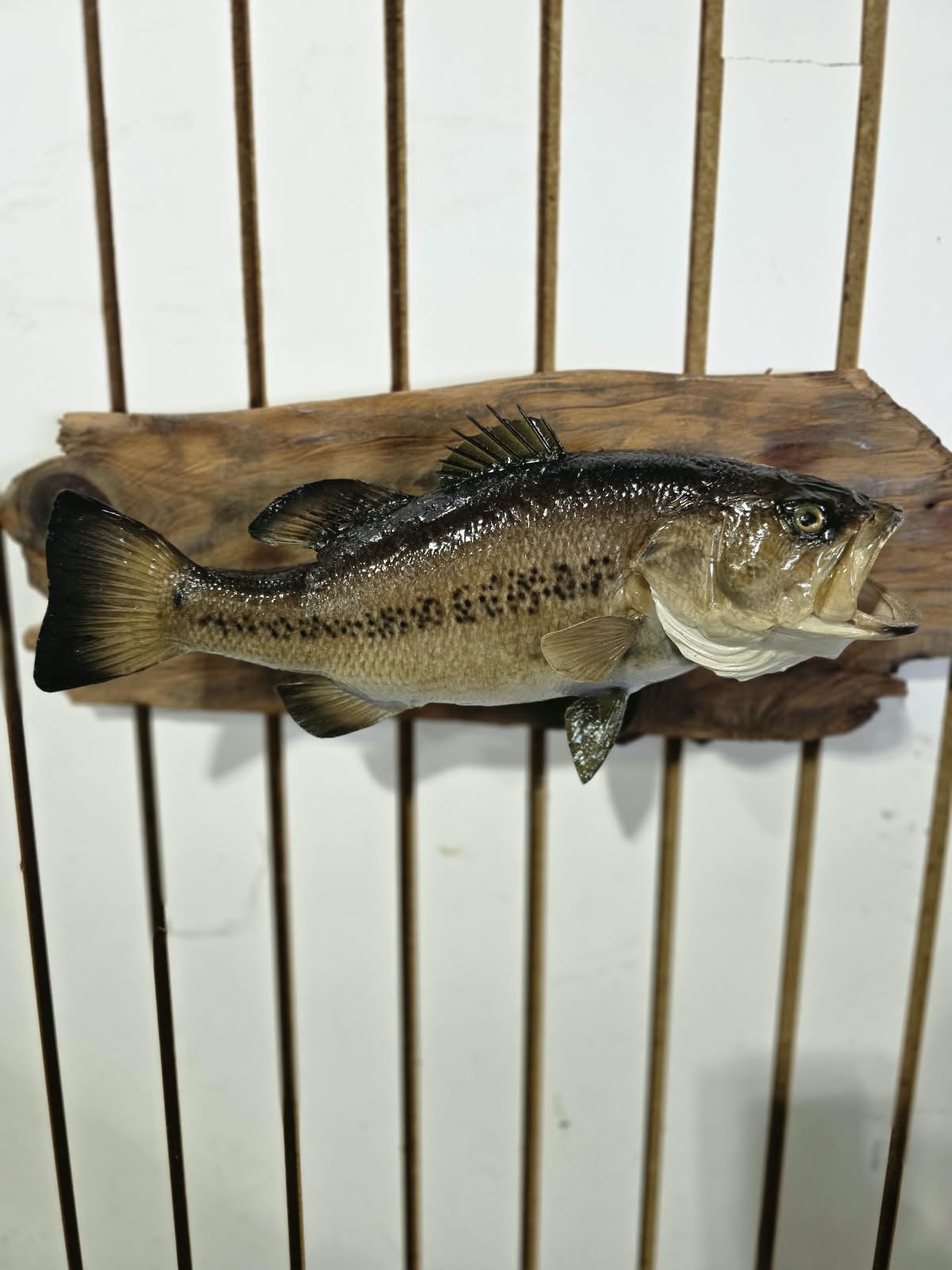 Comb104 - 18" Largemouth Bass Taxidermy Mount