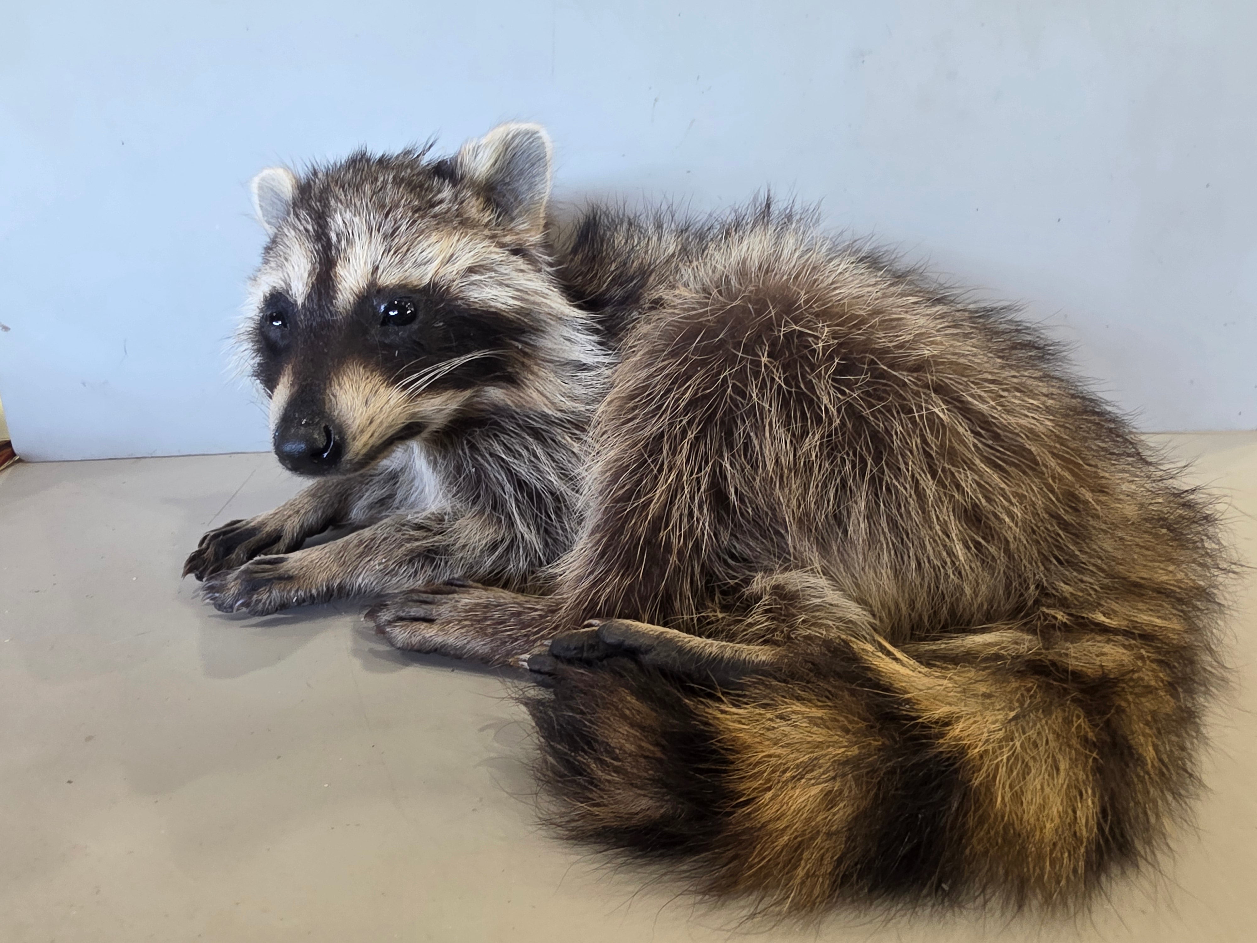 FHJUL17 - young Raccoon Taxidermy full body mount