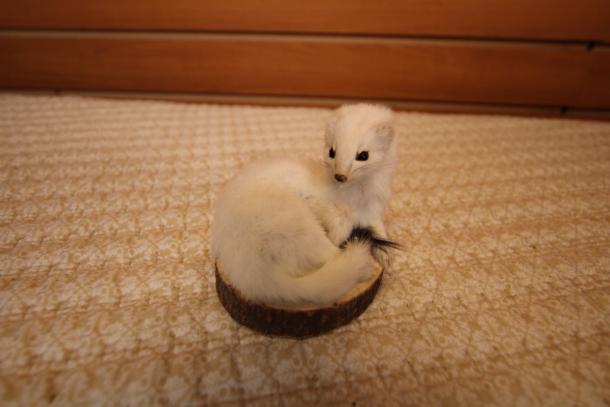 FHWEAS008- Winter White Ermine (Short-Tailed Weasel) Taxidermy Mount