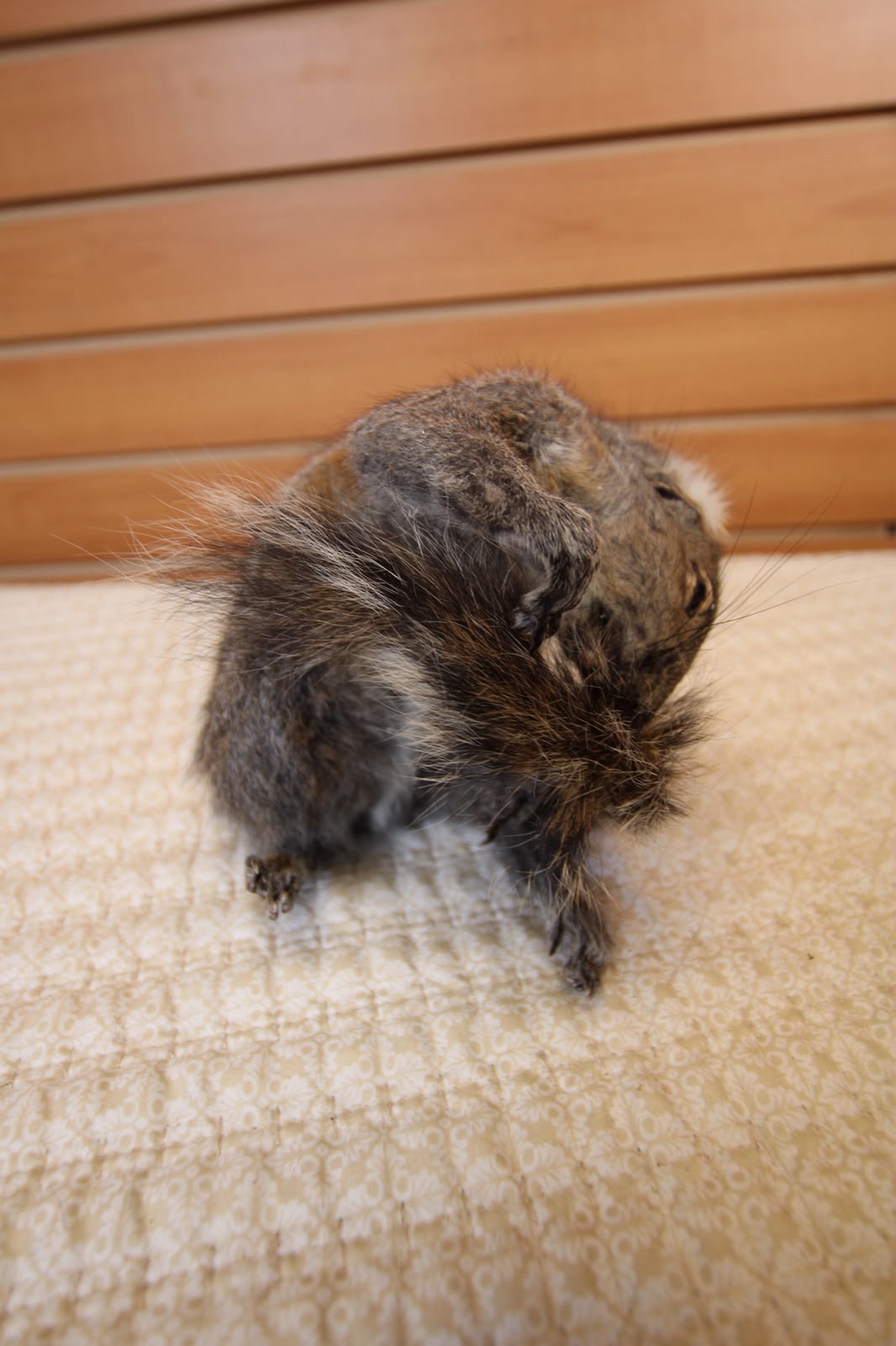 FHSQU006 - drunk Small Squirrel Taxidermy Mount