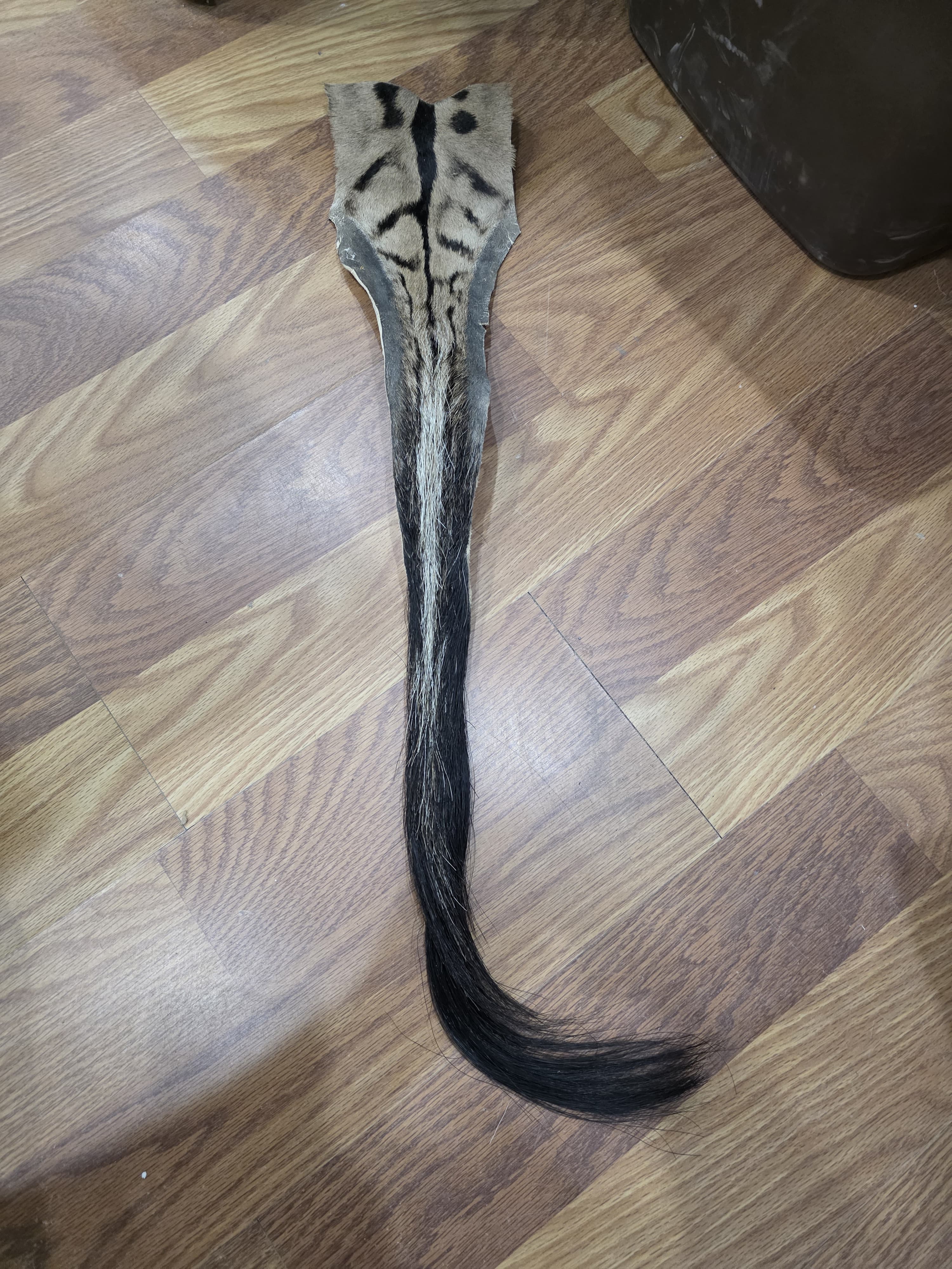 JVTL4 - Zebra Tail 34" – Authentic Taxidermy Decor