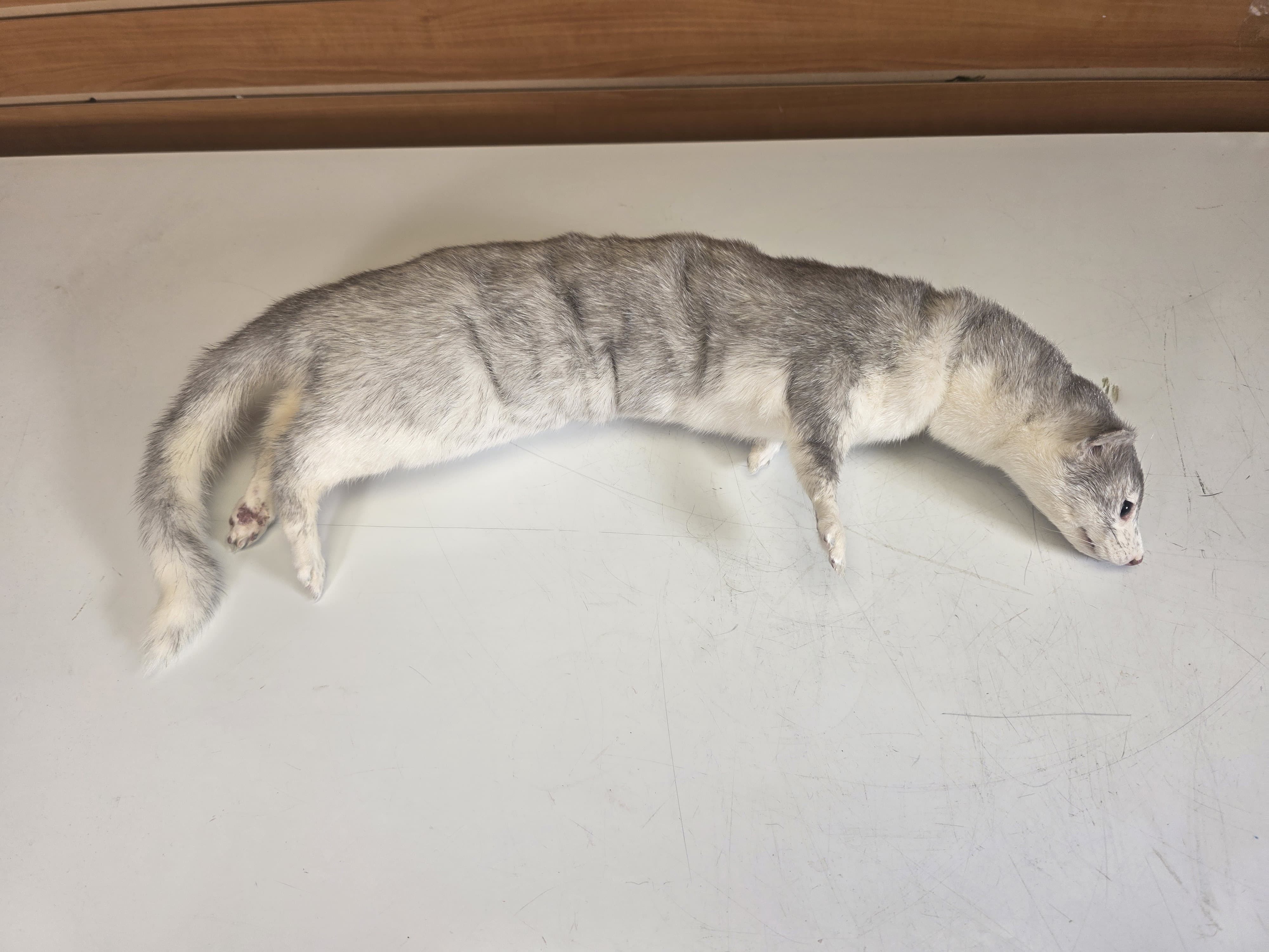 Fhsft104 - Soft Mount Ranch Mink Taxidermy