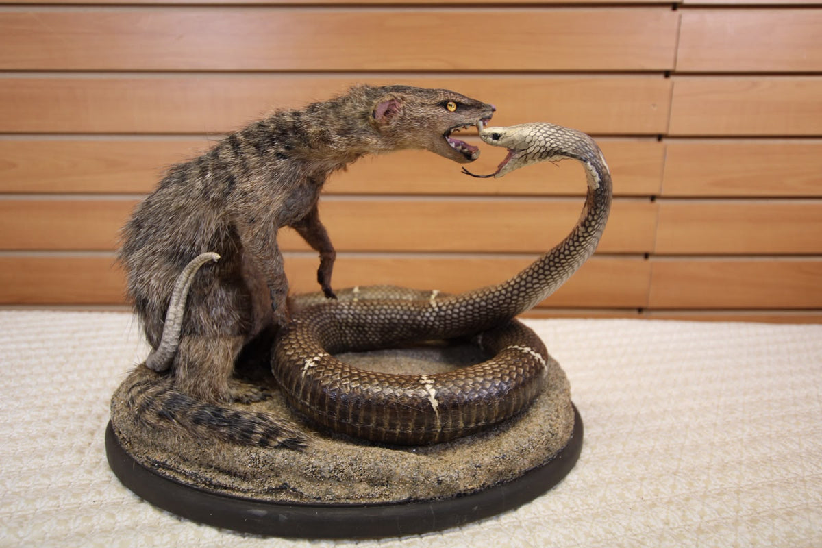 FHSP125 - King Cobra vs. Mongoose Taxidermy Diorama