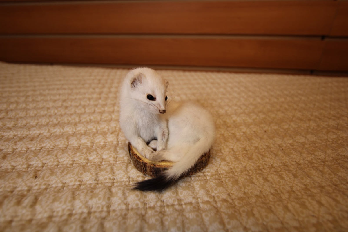 FHWEAS004 - Winter White Ermine (Short-Tailed Weasel) Taxidermy Mount