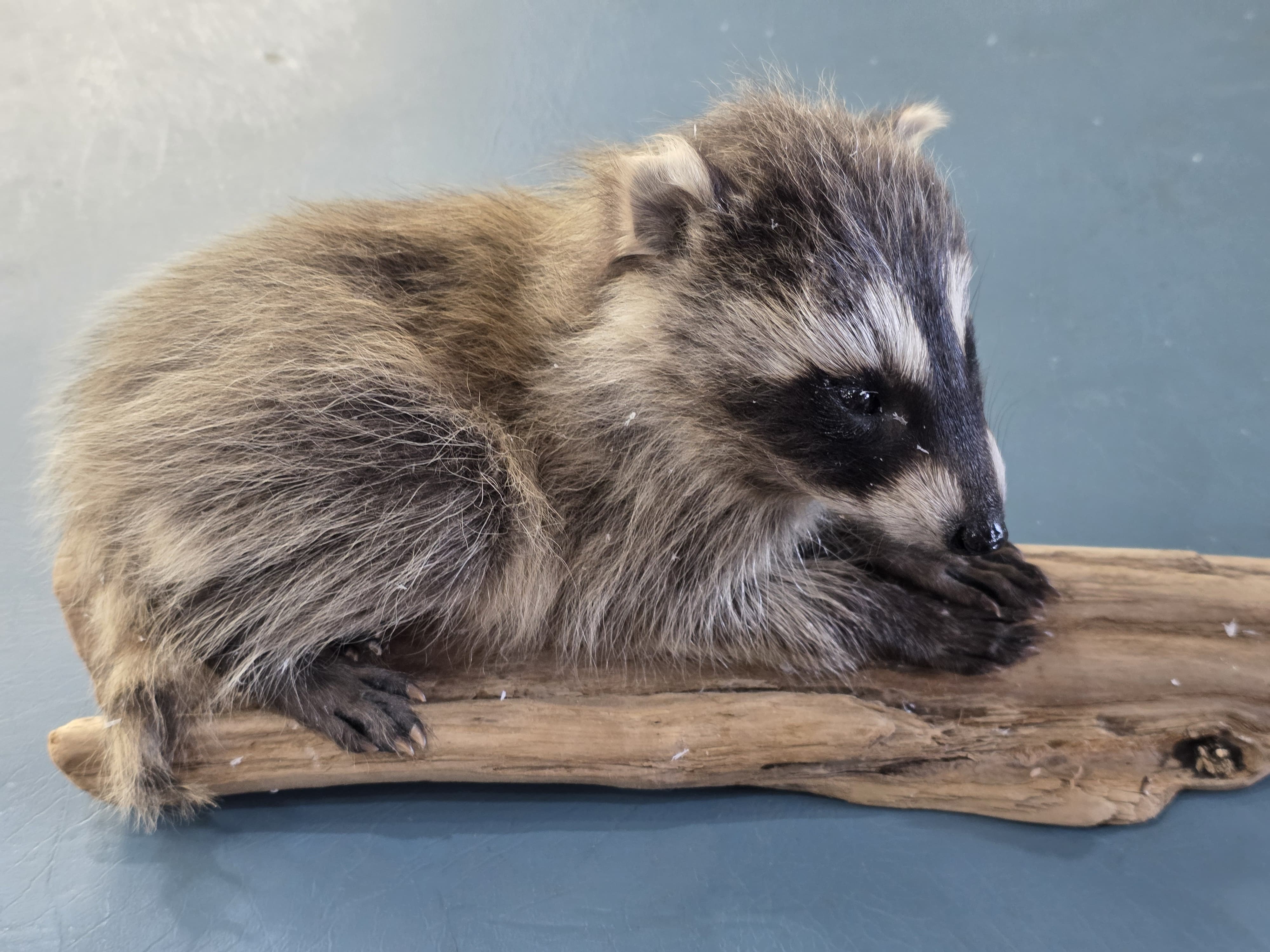 Fhjun21 - Baby Raccoon Taxidermy Mount