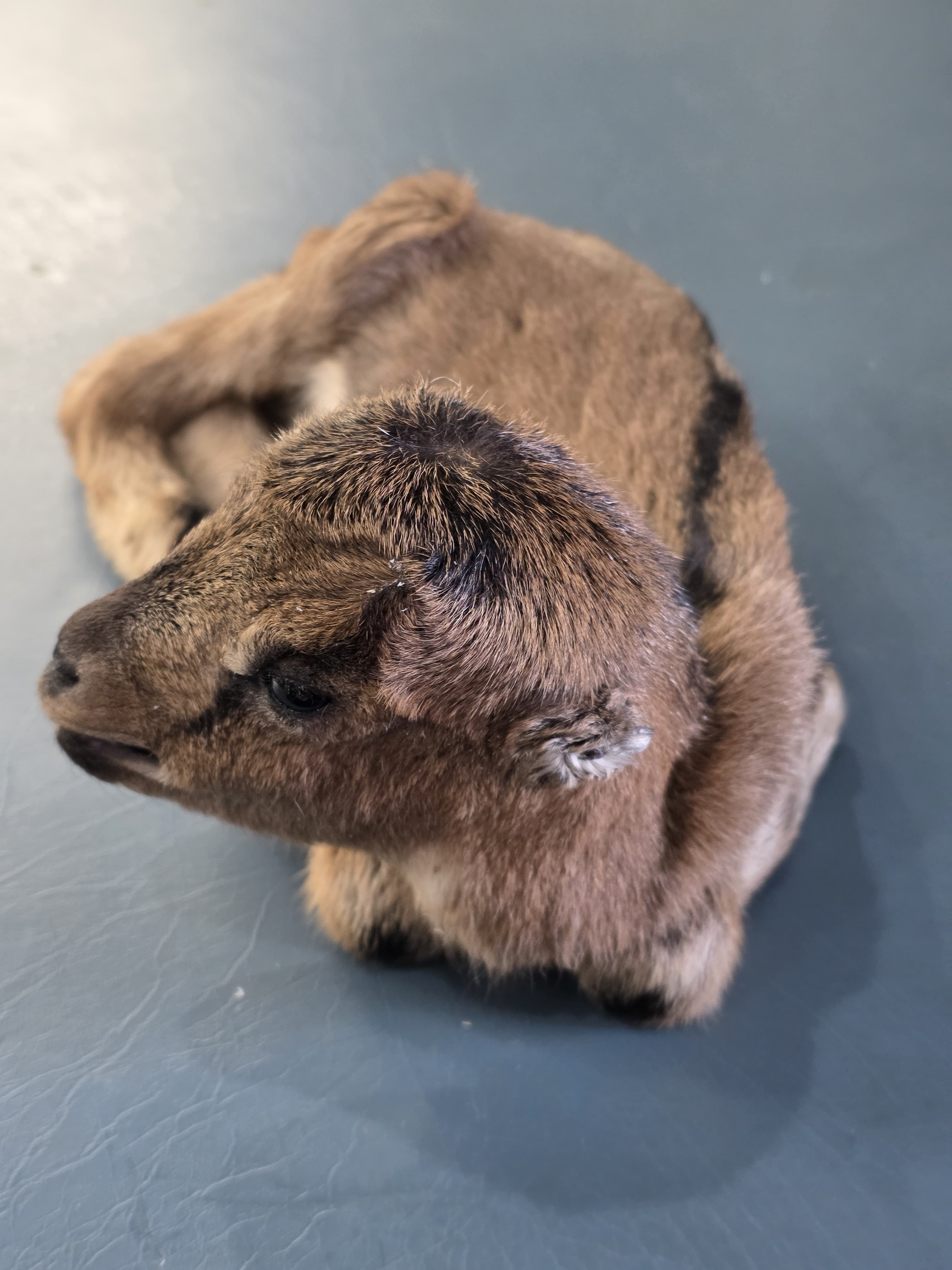 Fhjun22 - LaMancha Baby Kid Goat Taxidermy Mount