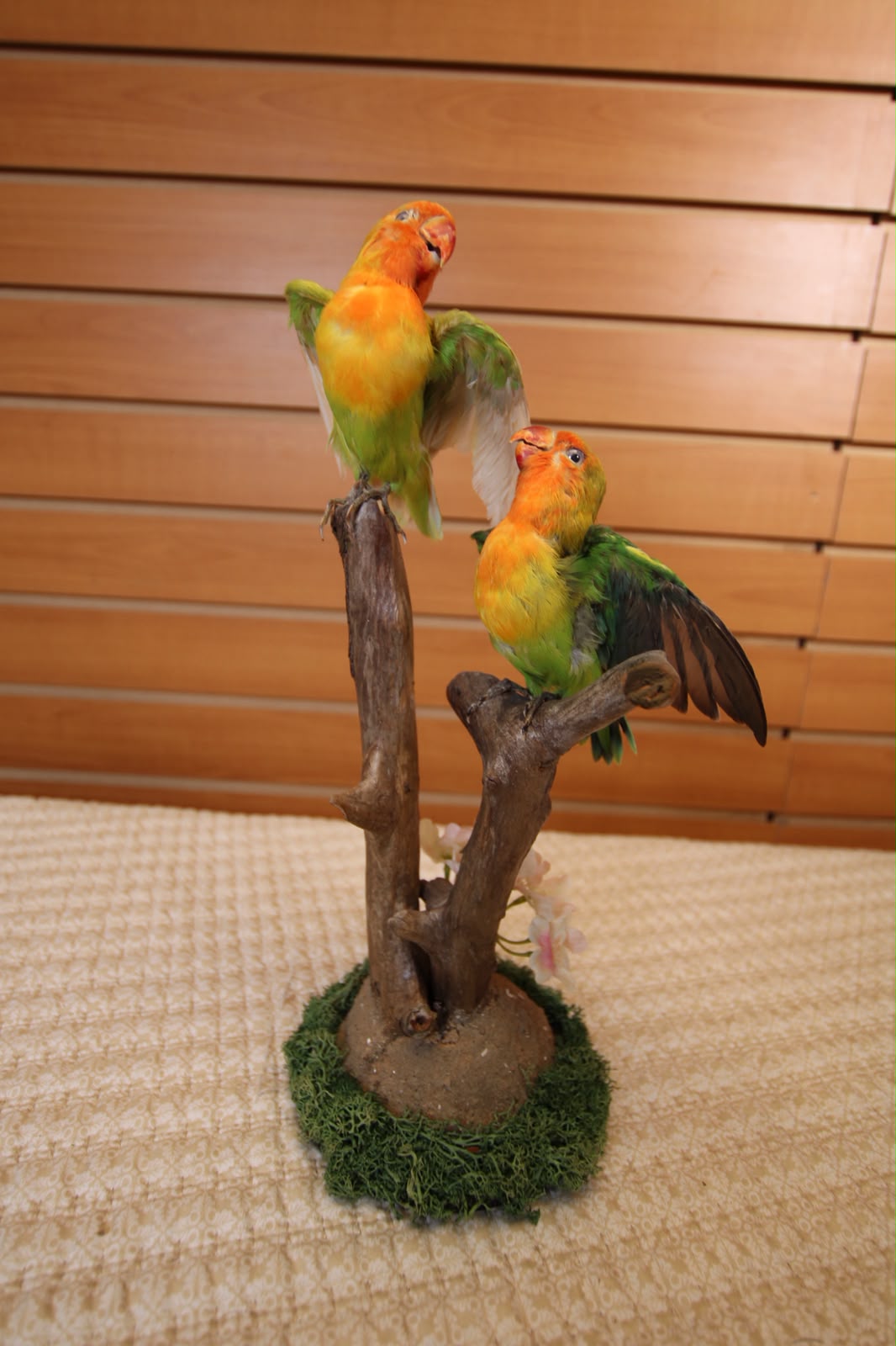 FHSP135 - Pineapple Green Cheek Conure Taxidermy Mount