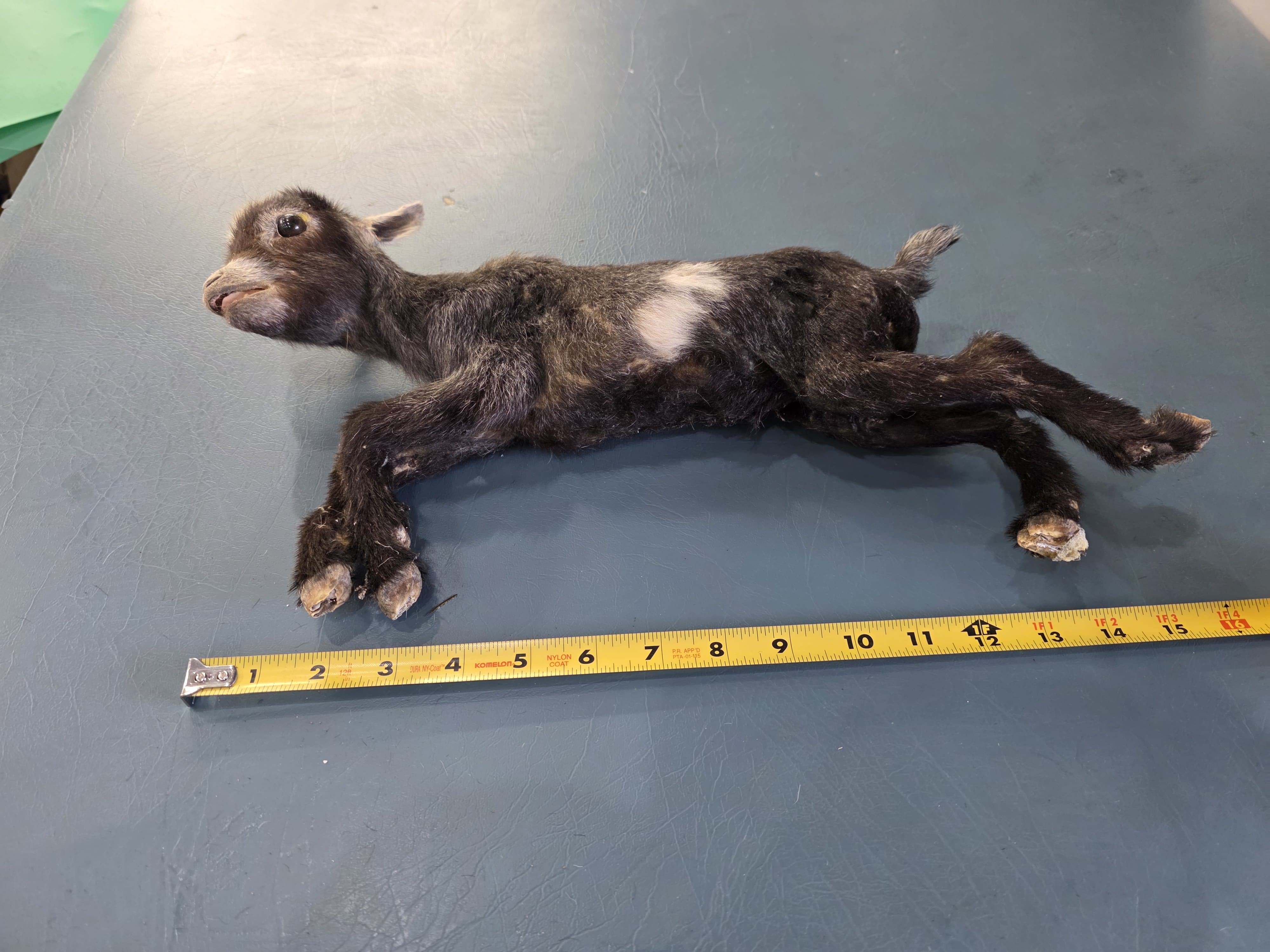 Fhjun27 - Kid Pygmy Goat Taxidermy Mount