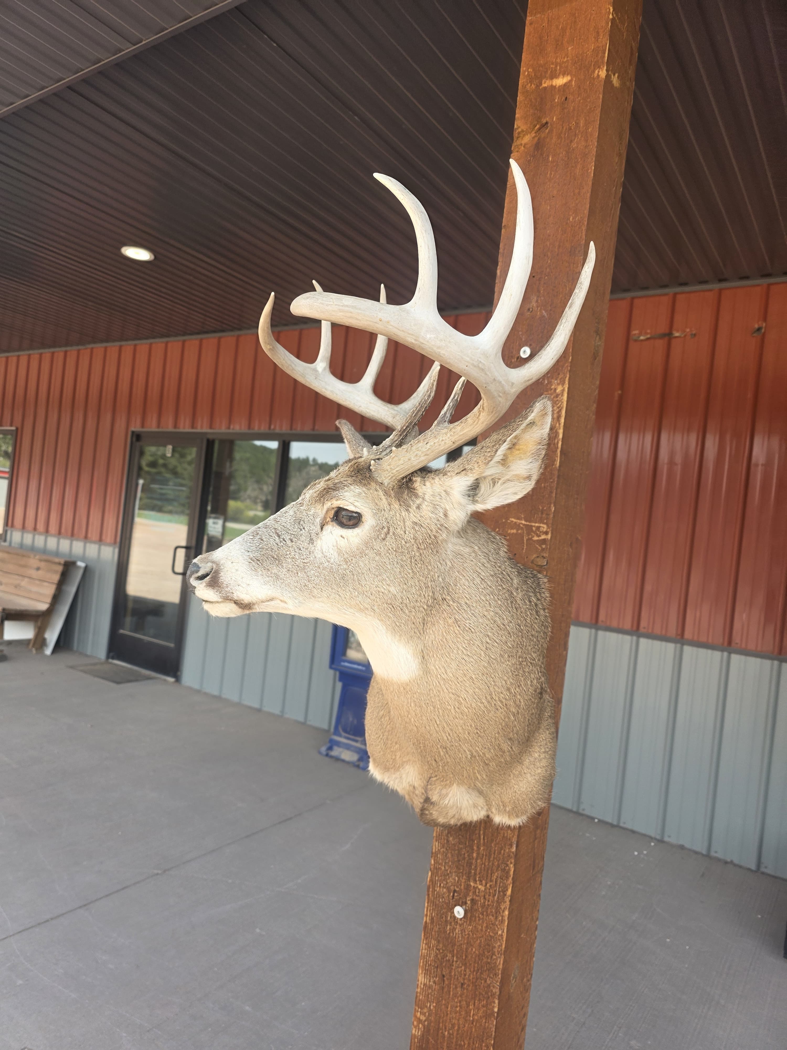 FHRAN94 - Whitetail Deer Hide / Fur – Natural Rustic Décor Taxidermy mount