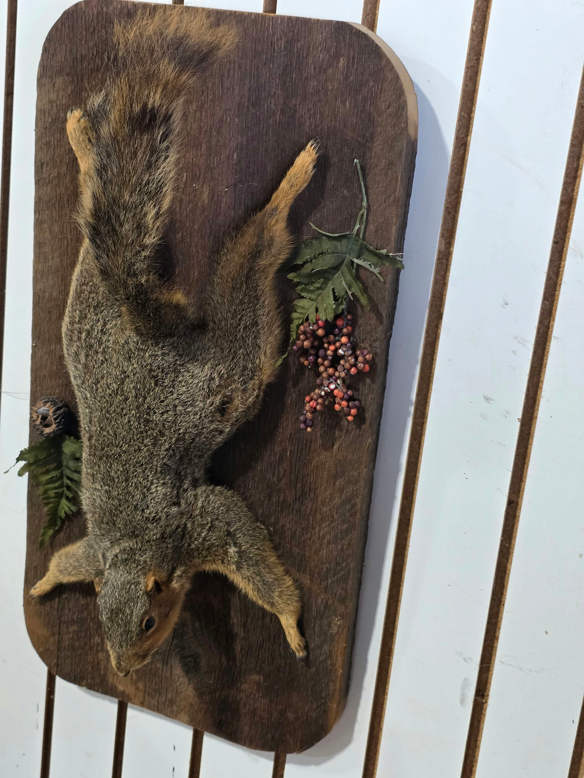 Comb119 - Charming Red Squirrel Taxidermy Mount