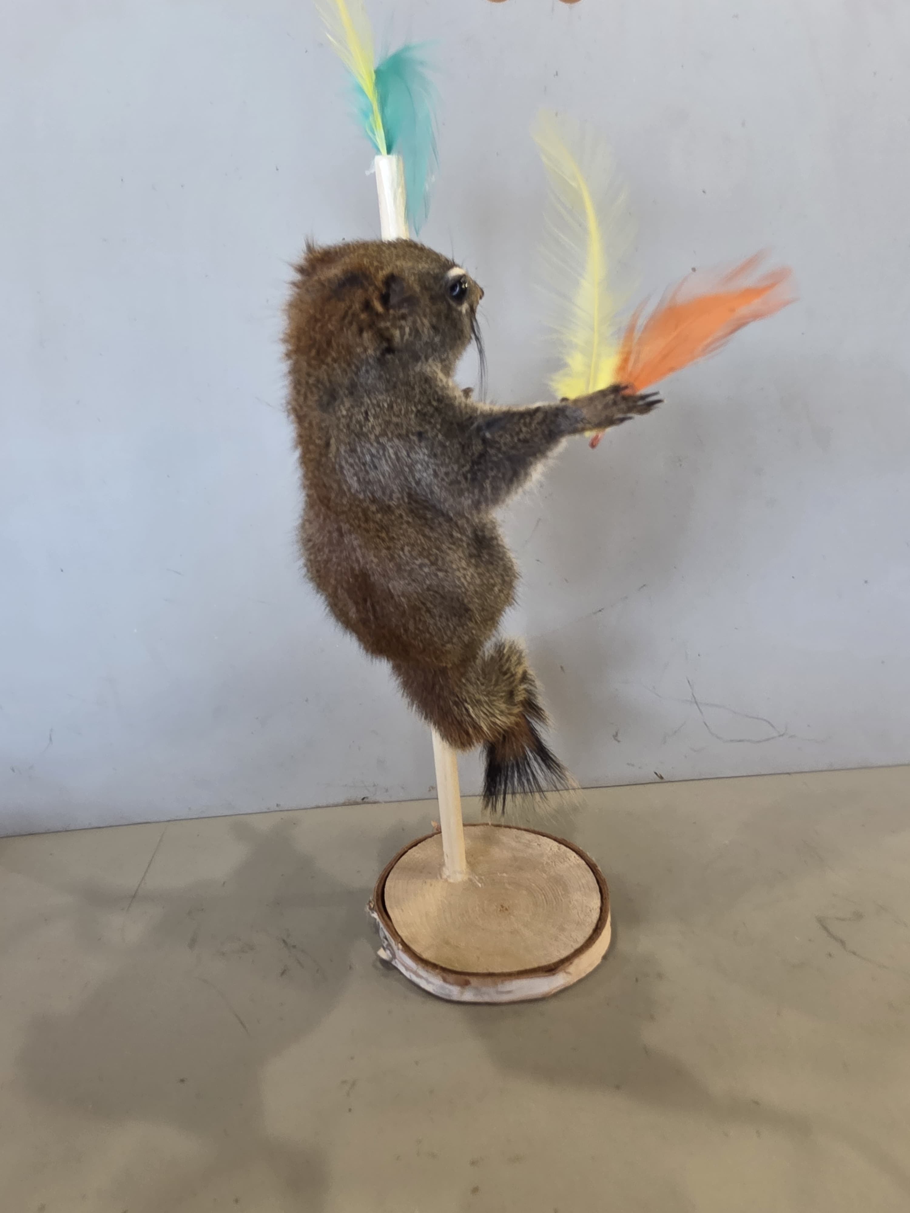 FHJUL14 - taxidermy Squirrel – Handcrafted Display Mount