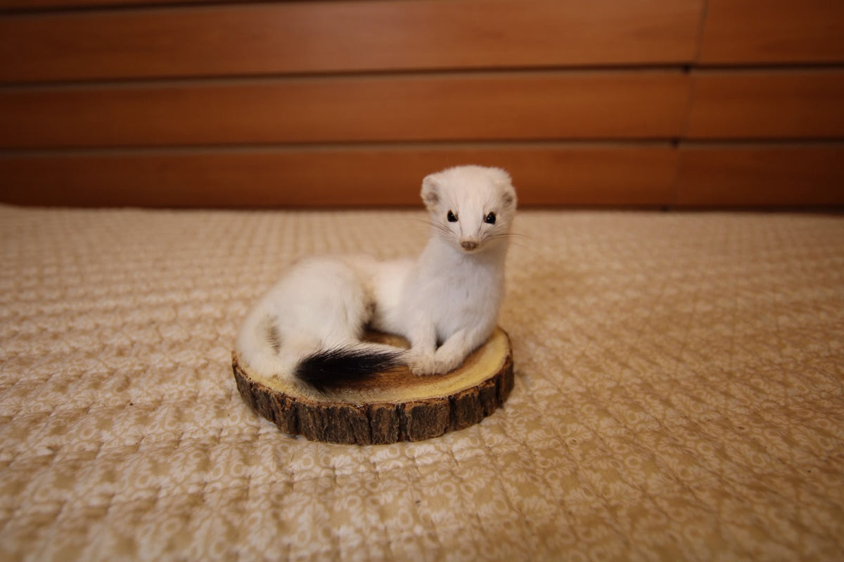 FHWEAS001 - Winter White Ermine (Short-Tailed Weasel) Taxidermy Mount