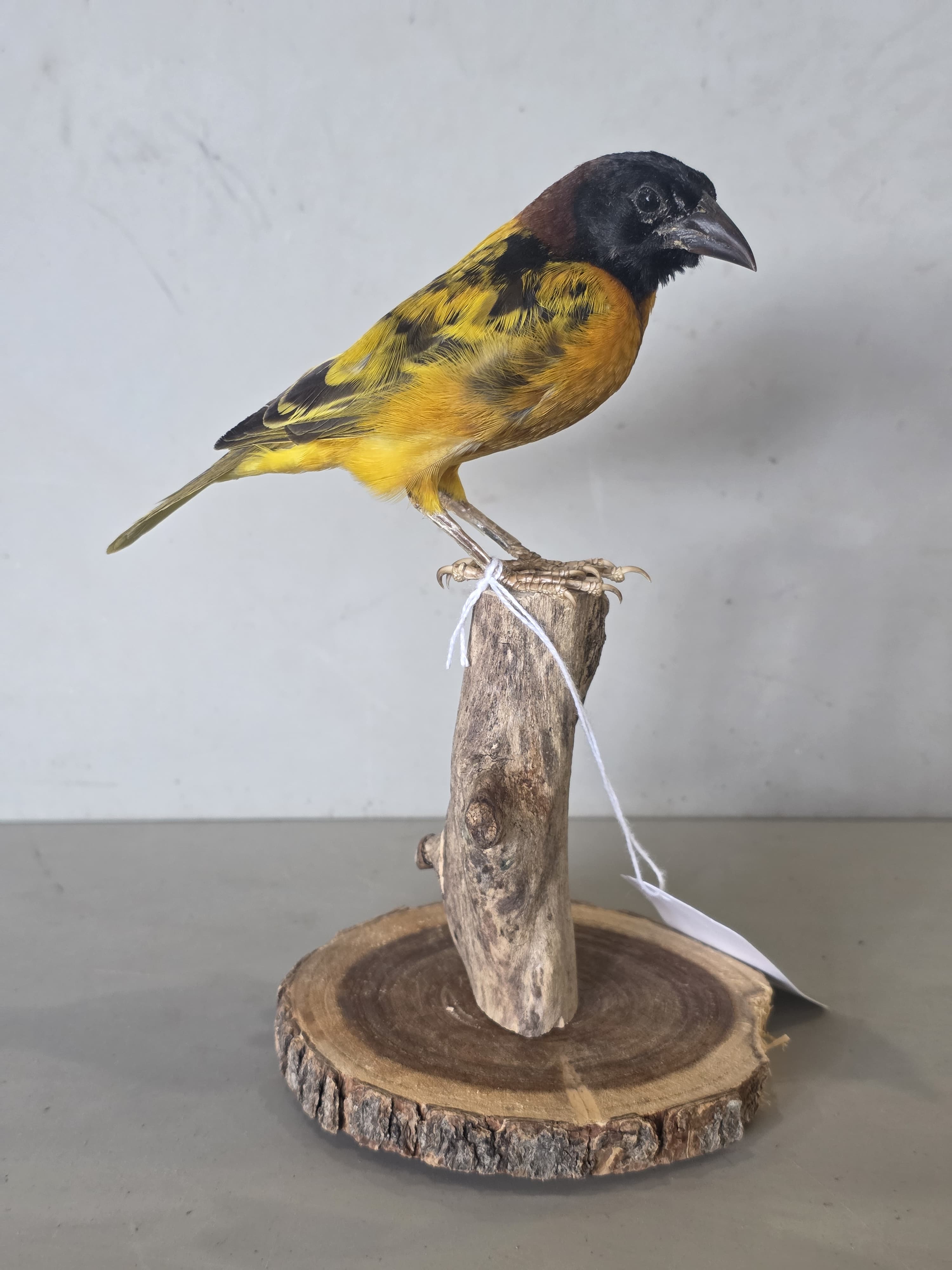 JTVIT3 - Black Headed Weaver Finch Taxidermy – Pen Raised