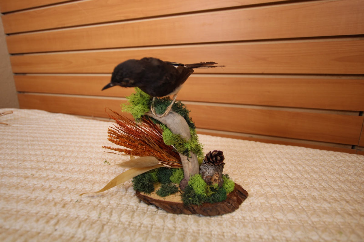 JTVBMA20 - Exquisite Taxidermy Small Black Bird