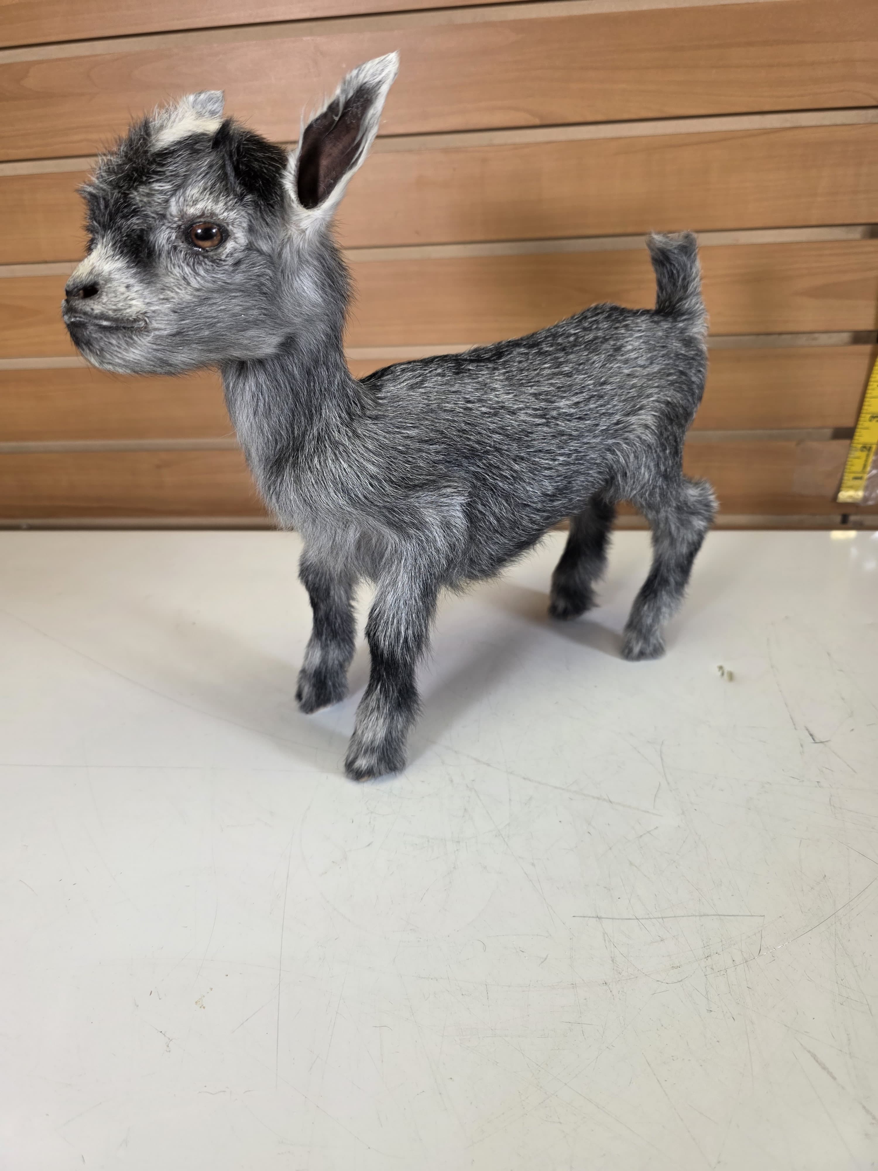 Fhden15 - Pygmy Kid Goat Taxidermy Mount