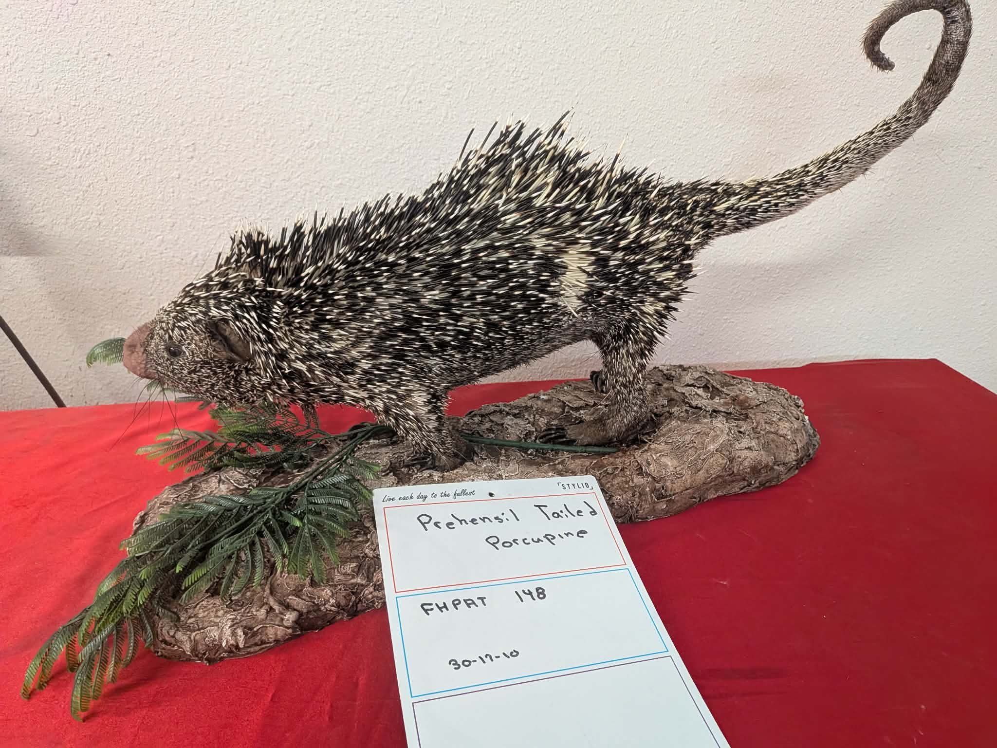 FHPAT148 - Prehensile-Tailed Porcupine Taxidermy Mount