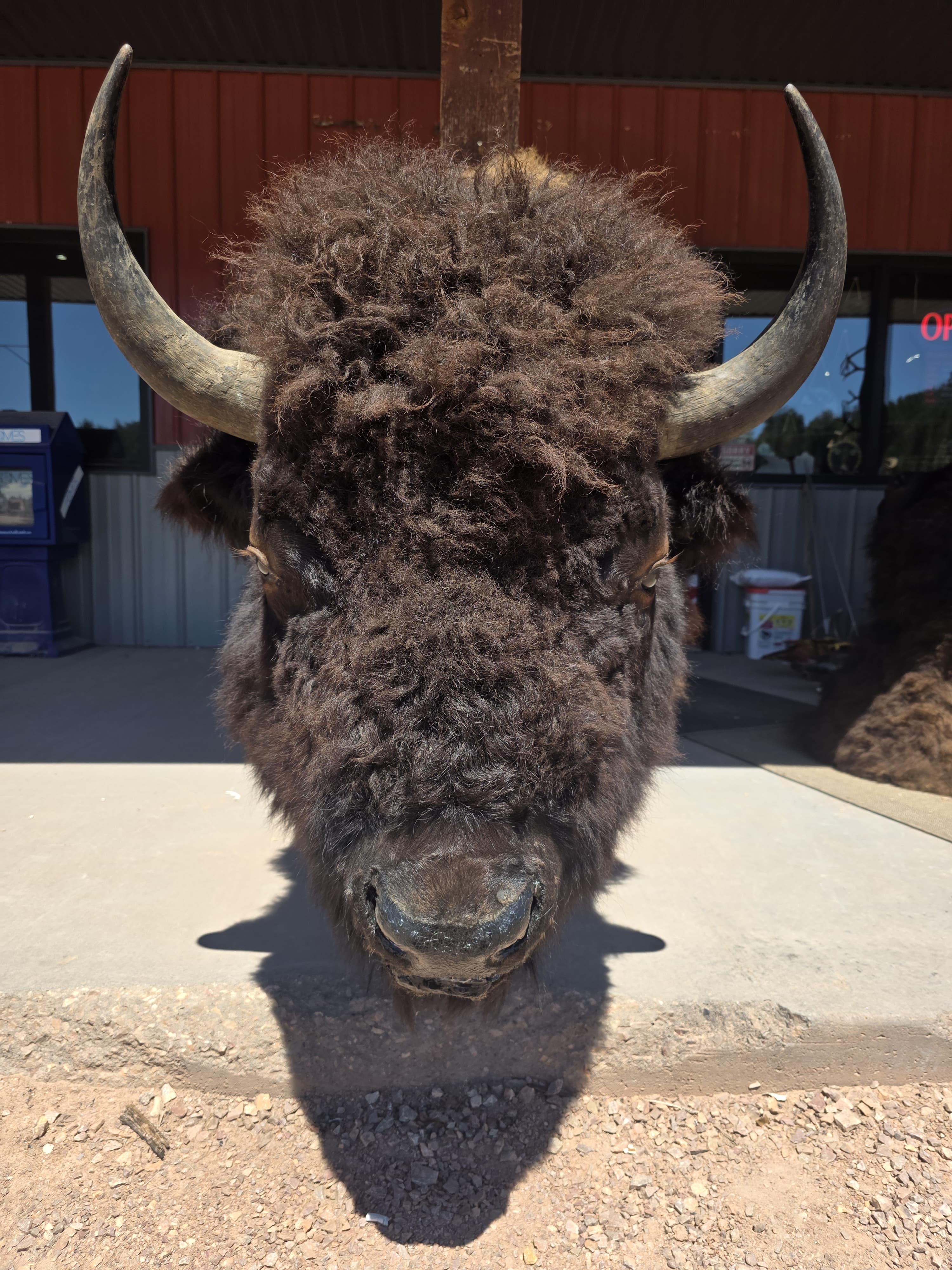 FHRAN83 - Real North American Buffalo / Bison Shoulder Taxidermy Mount