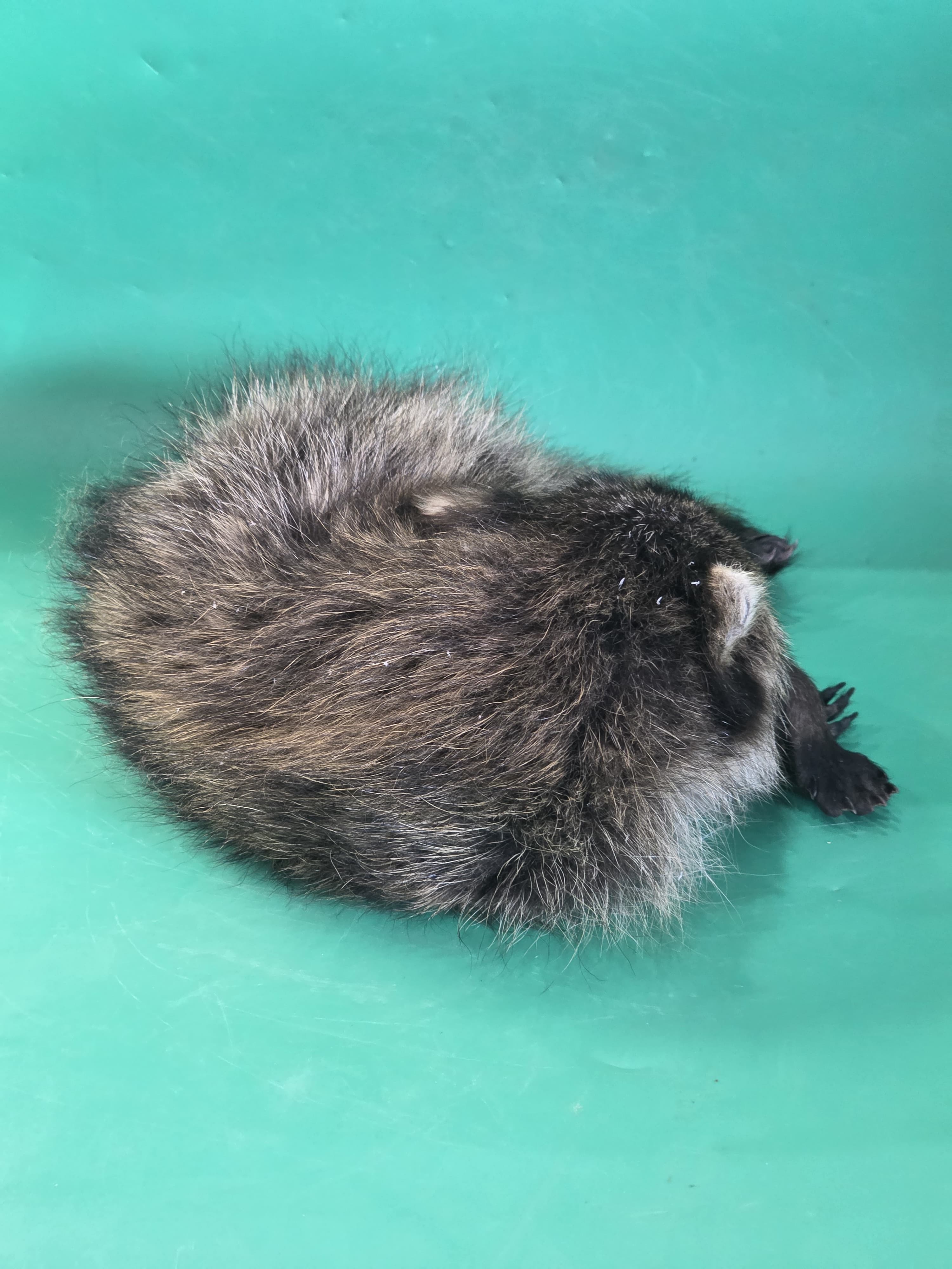 Fhjun10 - baby Raccoon Taxidermy Mount