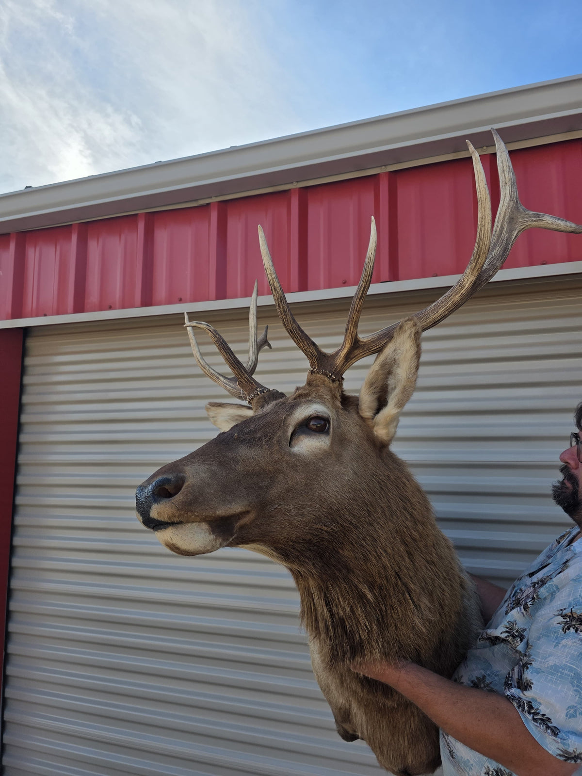 FHBIN6 - Authentic Rocky Mountain Bull Elk Taxidermy Shoulder Mount
